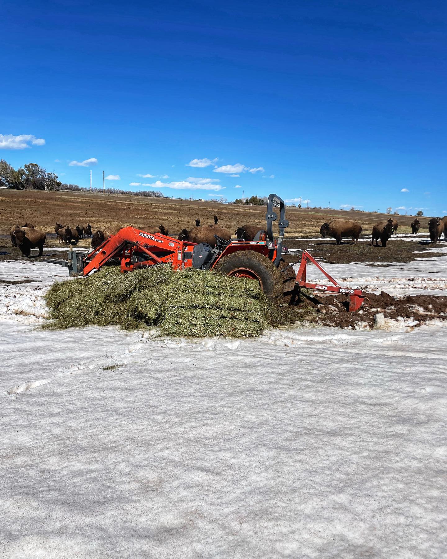 Murphy Legacy Bison | Hesperus CO