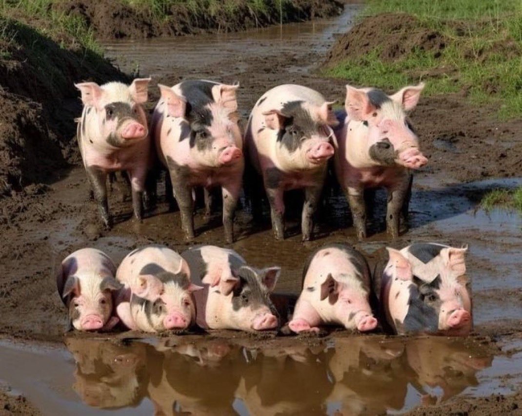 savagelyloud - Check out these awesome looking pigs! Man I love pigs! # ...