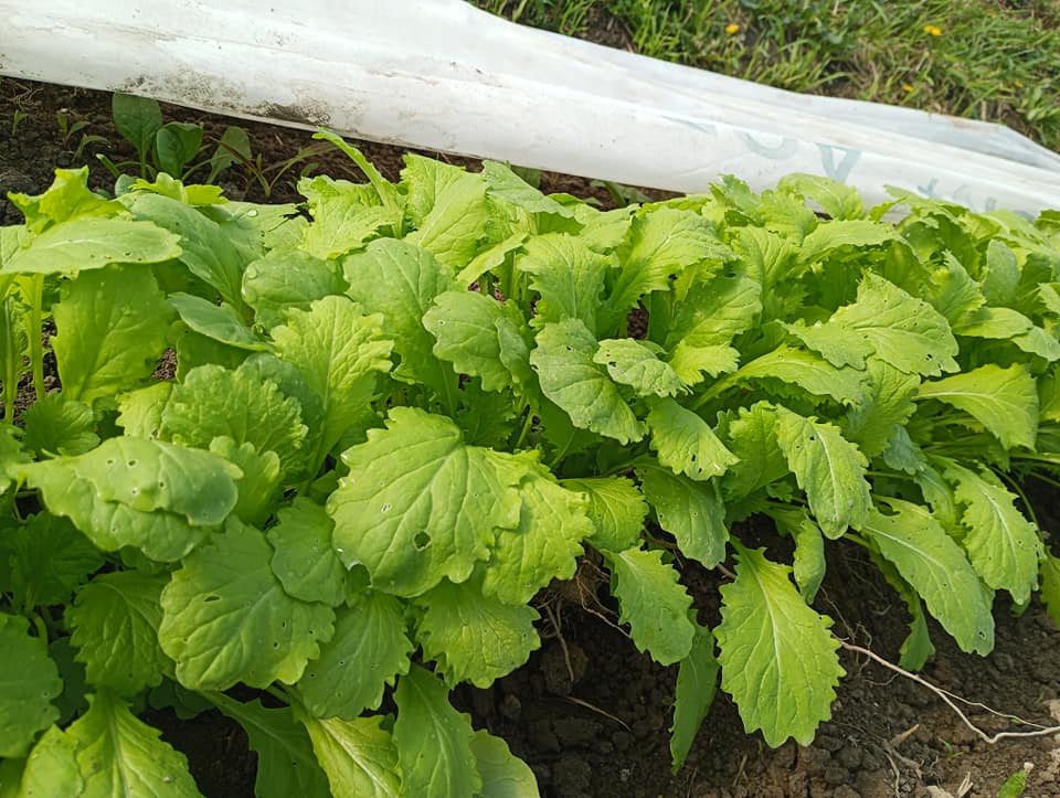 Freedom Rains Farm | Pulaski NY
