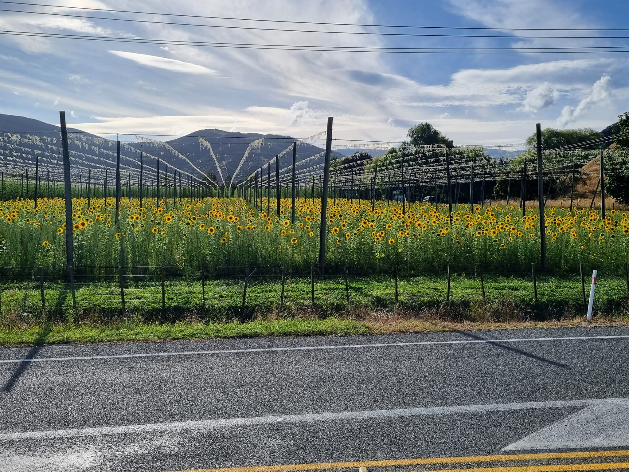 The Pines Orchard | Riwaka