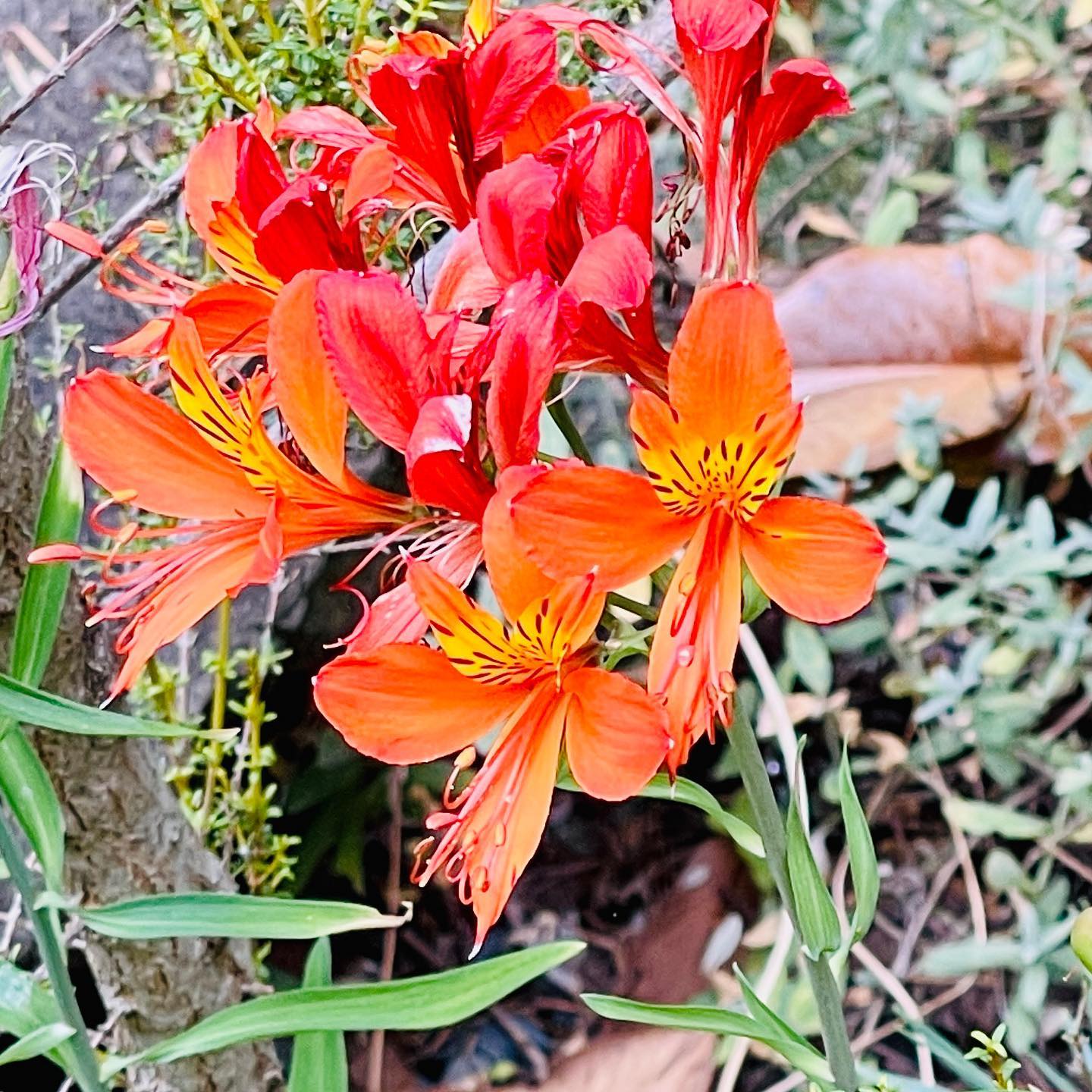 Third Spring Landscape Design, LLC
