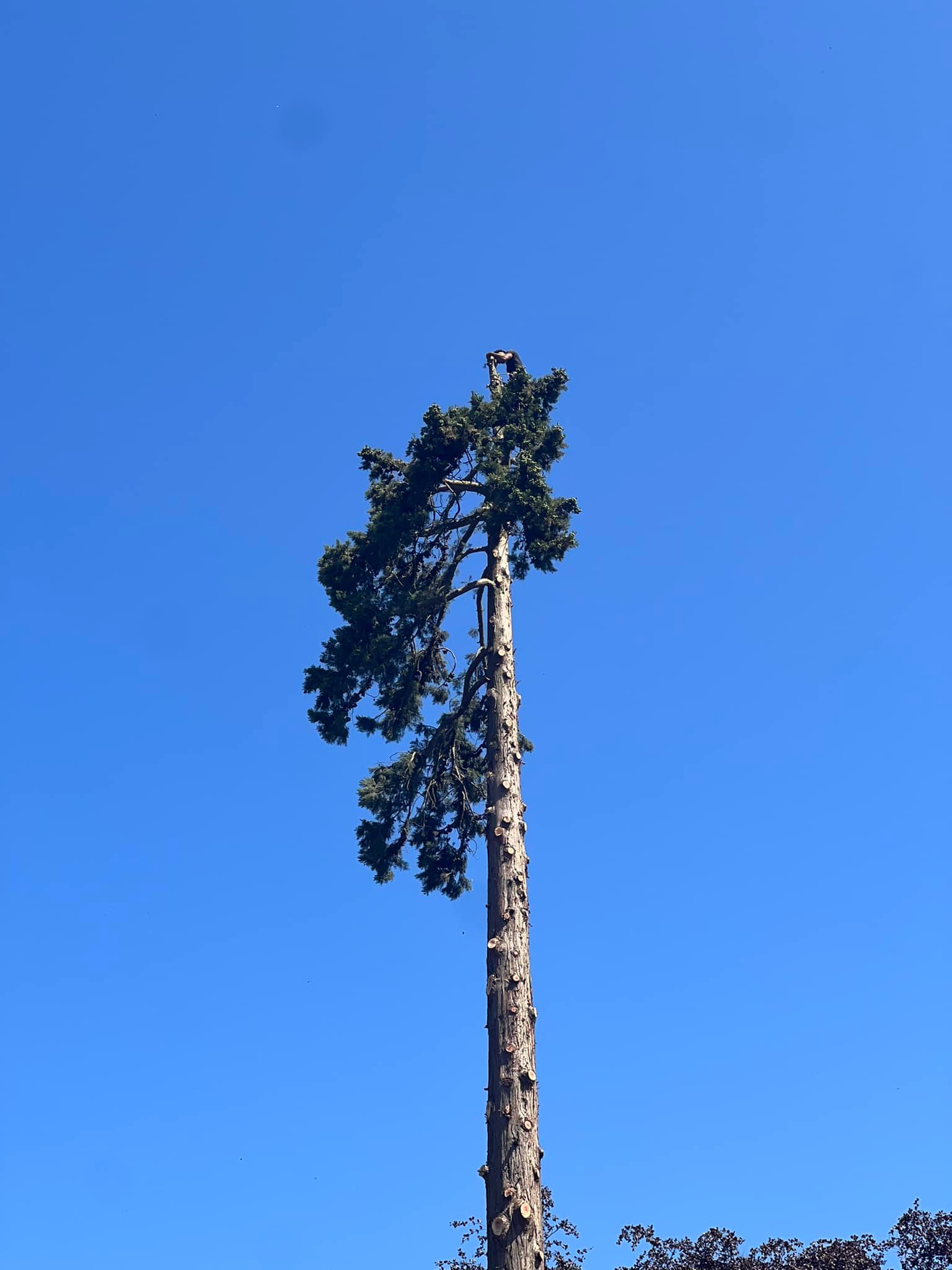 GPC Tree Surgeons | London