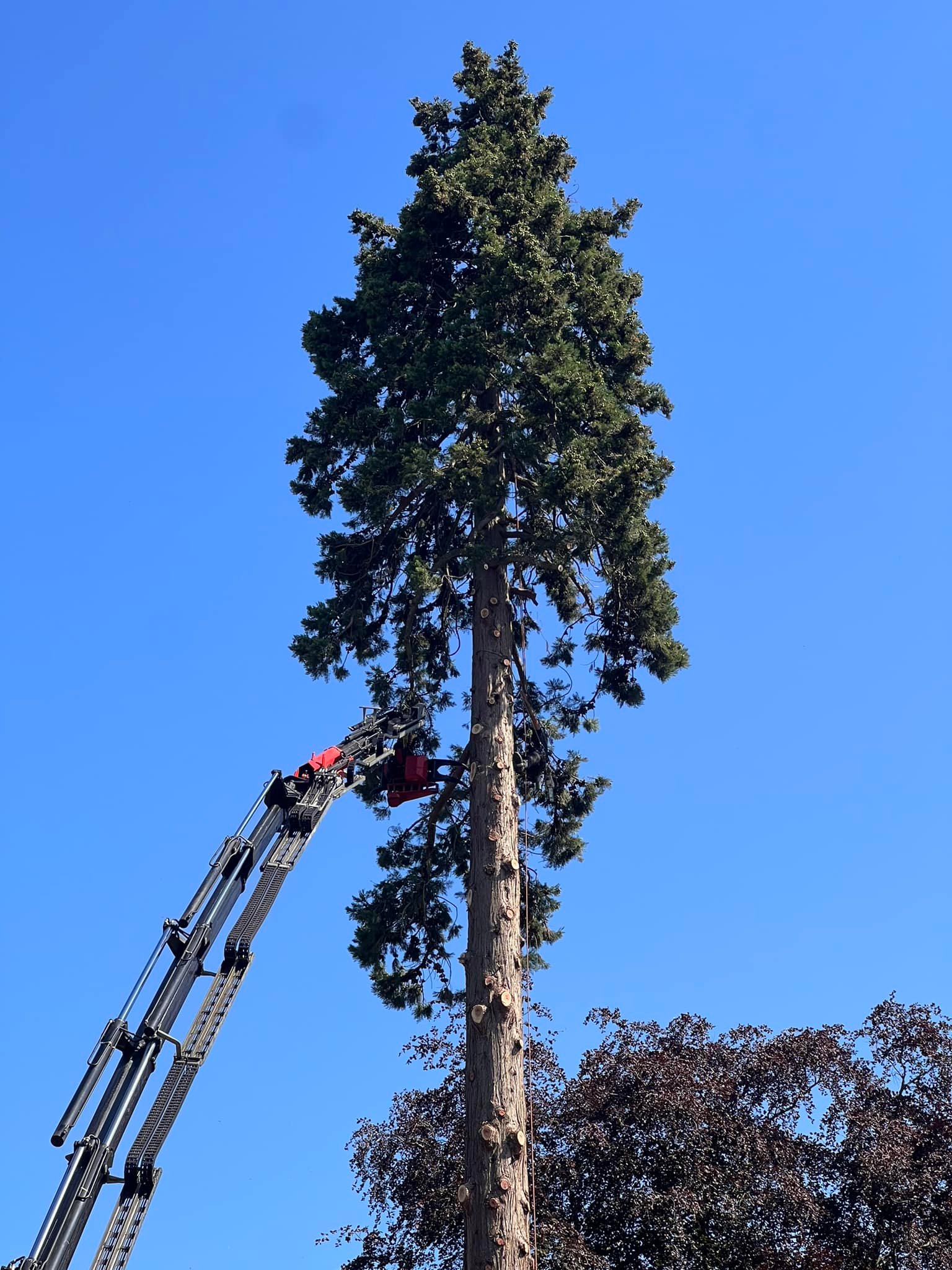 GPC Tree Surgeons | London