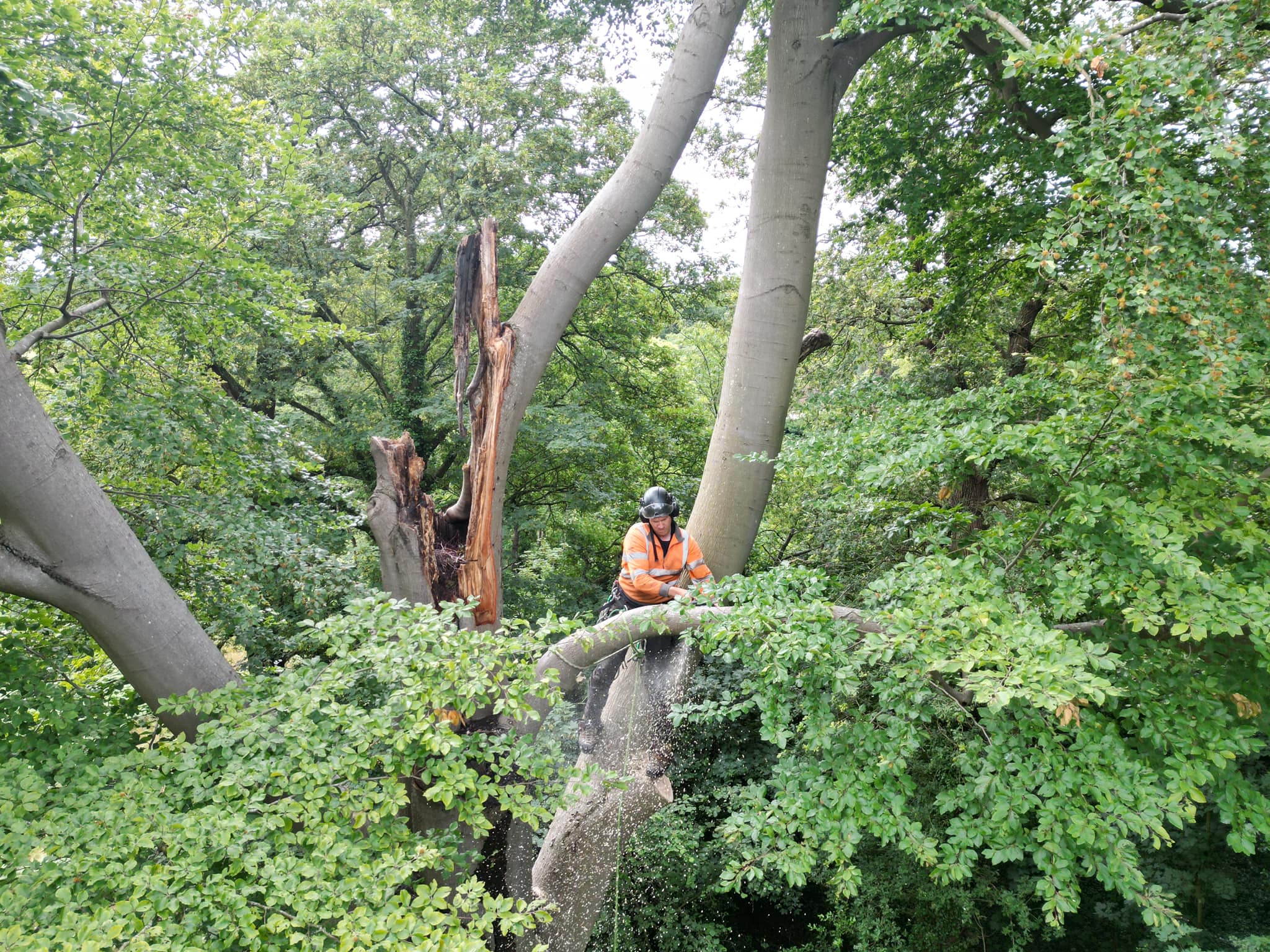 GPC Tree Surgeons | London