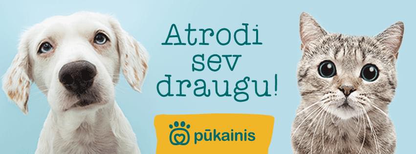 Palīdzēsim - RŪDIS MEKLĒ MĀJAS! 