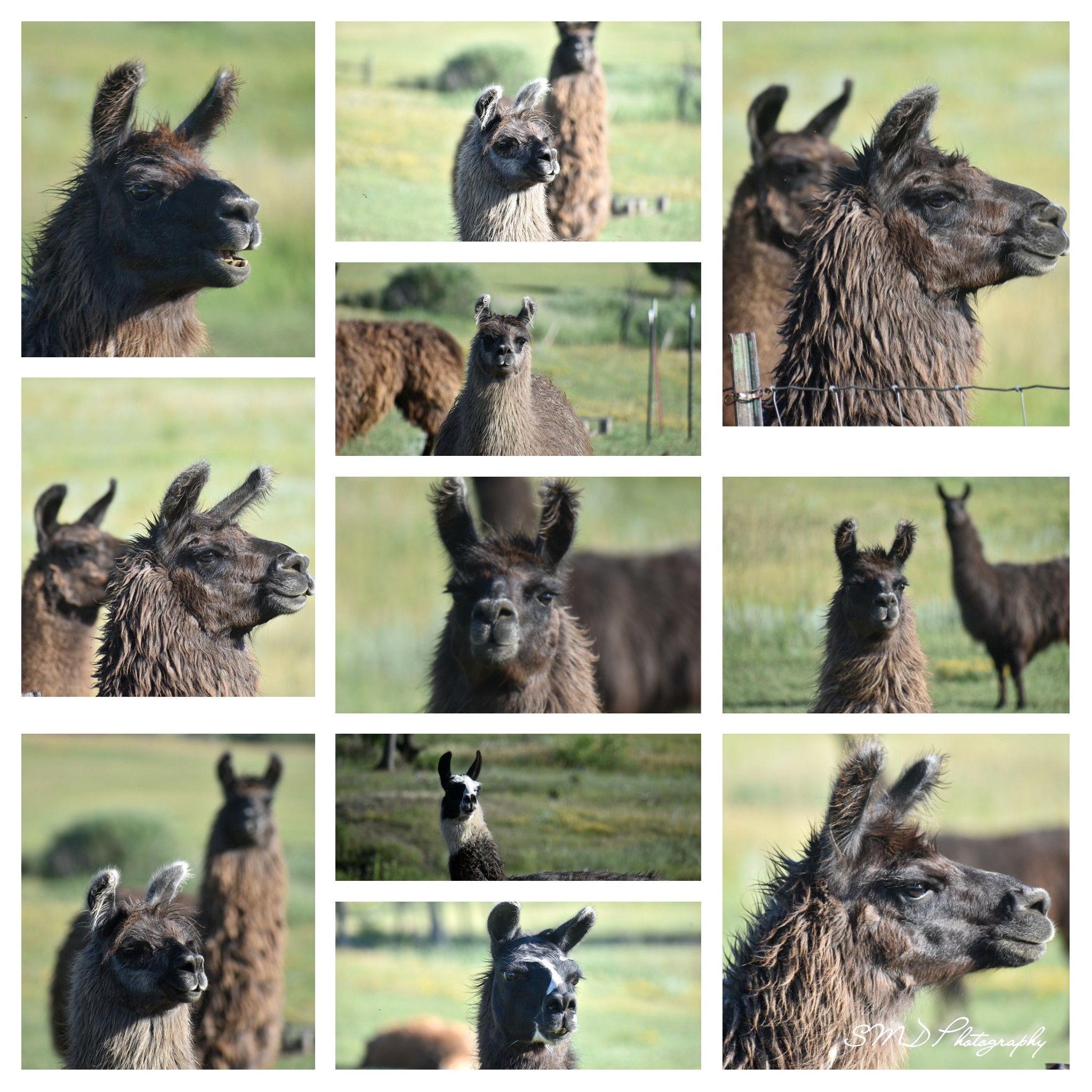 A collection of llamas that seemed pretty interested in me earlier
