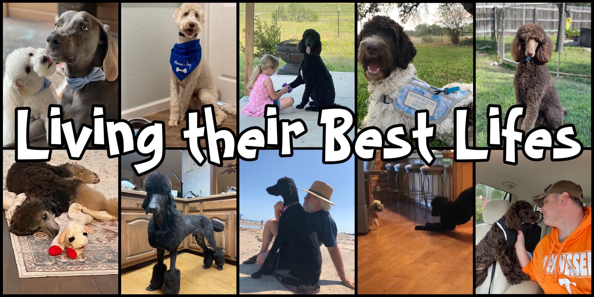 Splendidly Happy Texas Poodles | Weesatche TX