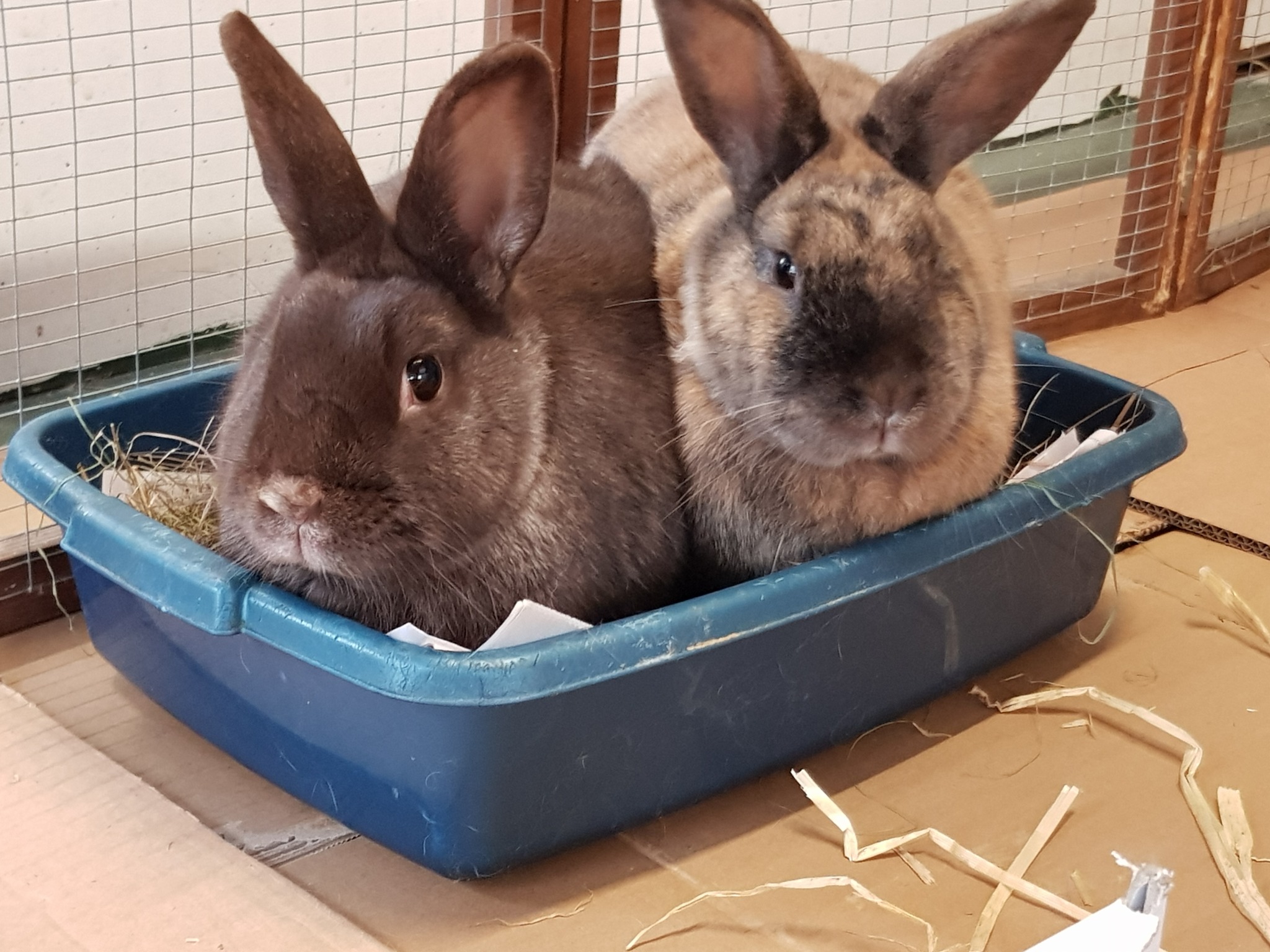 Reading Rabbit Rescue