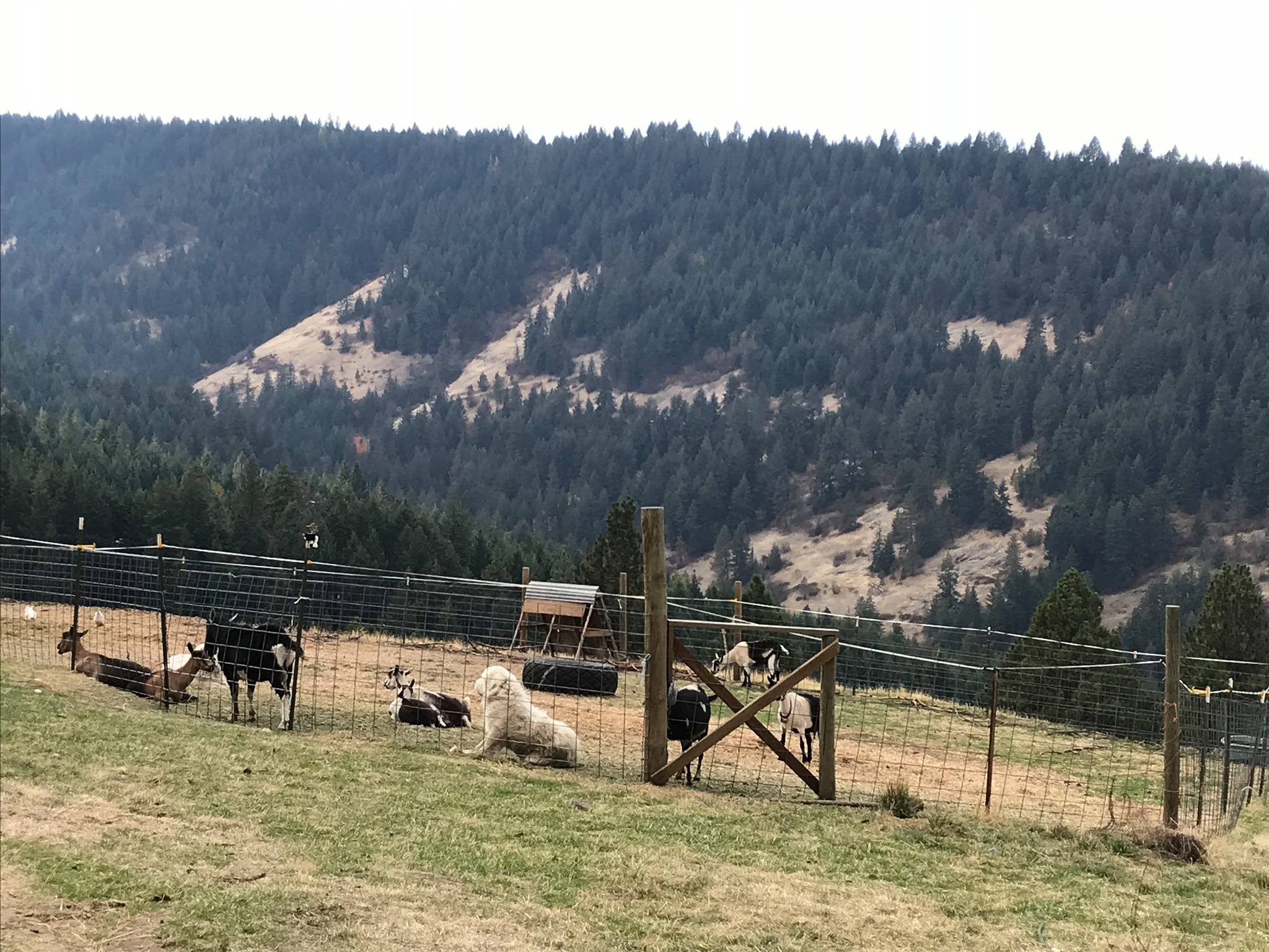 Windy Ridge Farm