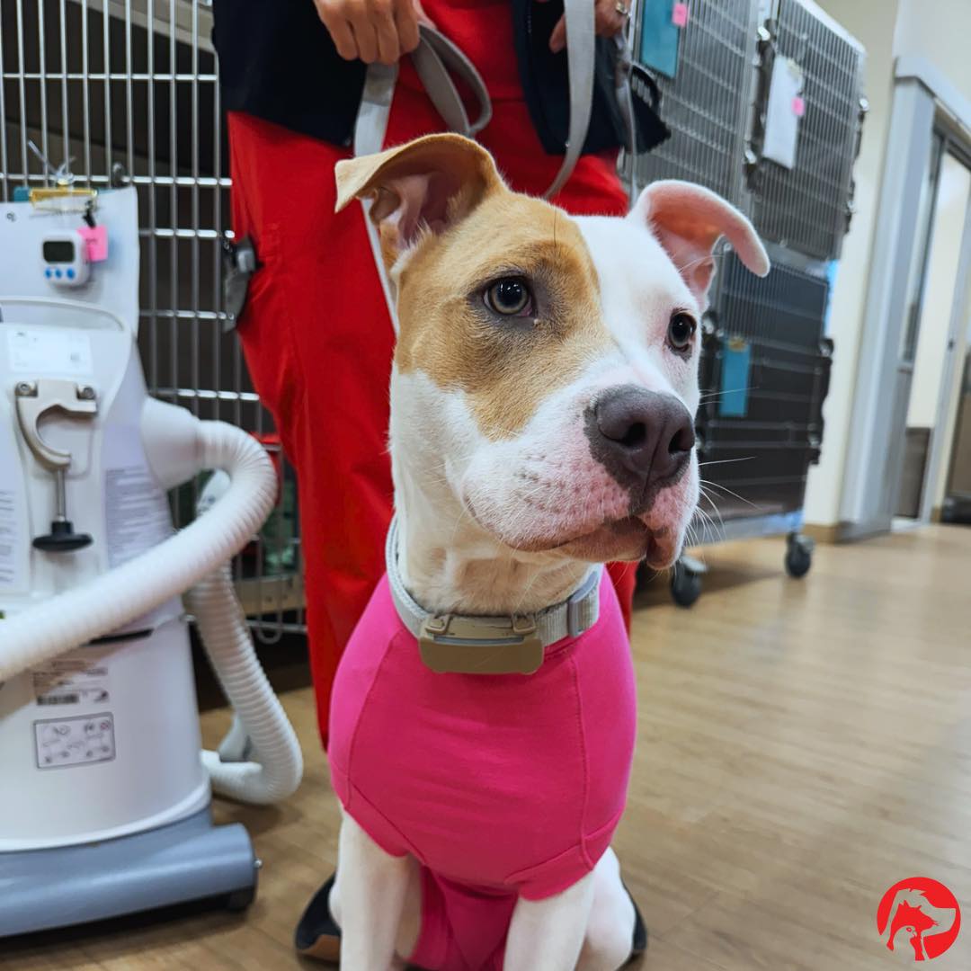 Rory sure looked... - Animal Hospital of Pea Ridge, Inc. | Facebook