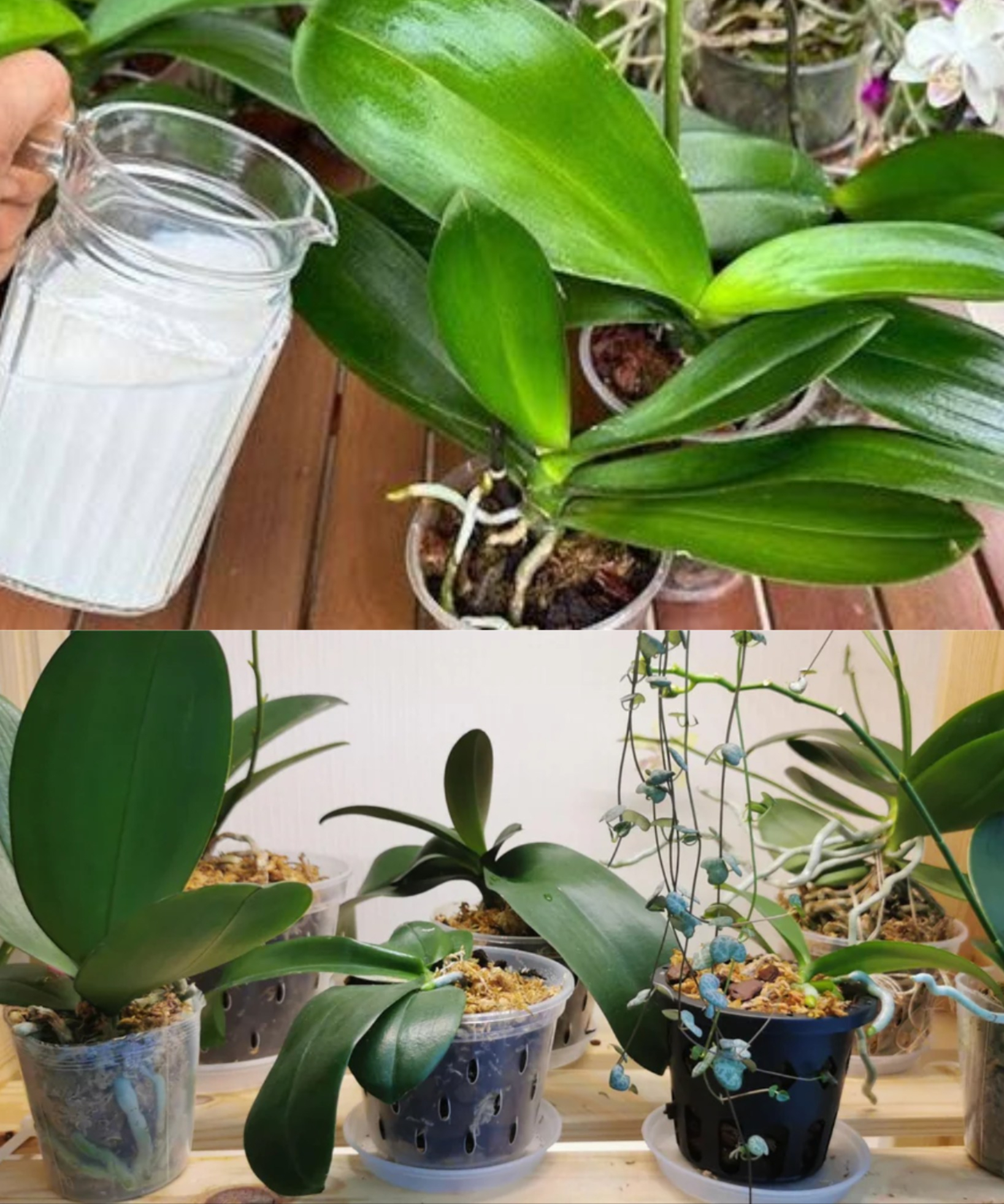 Astuces - 🌸 Fertilise ton orchidée avec cette astuce simple pour une ...