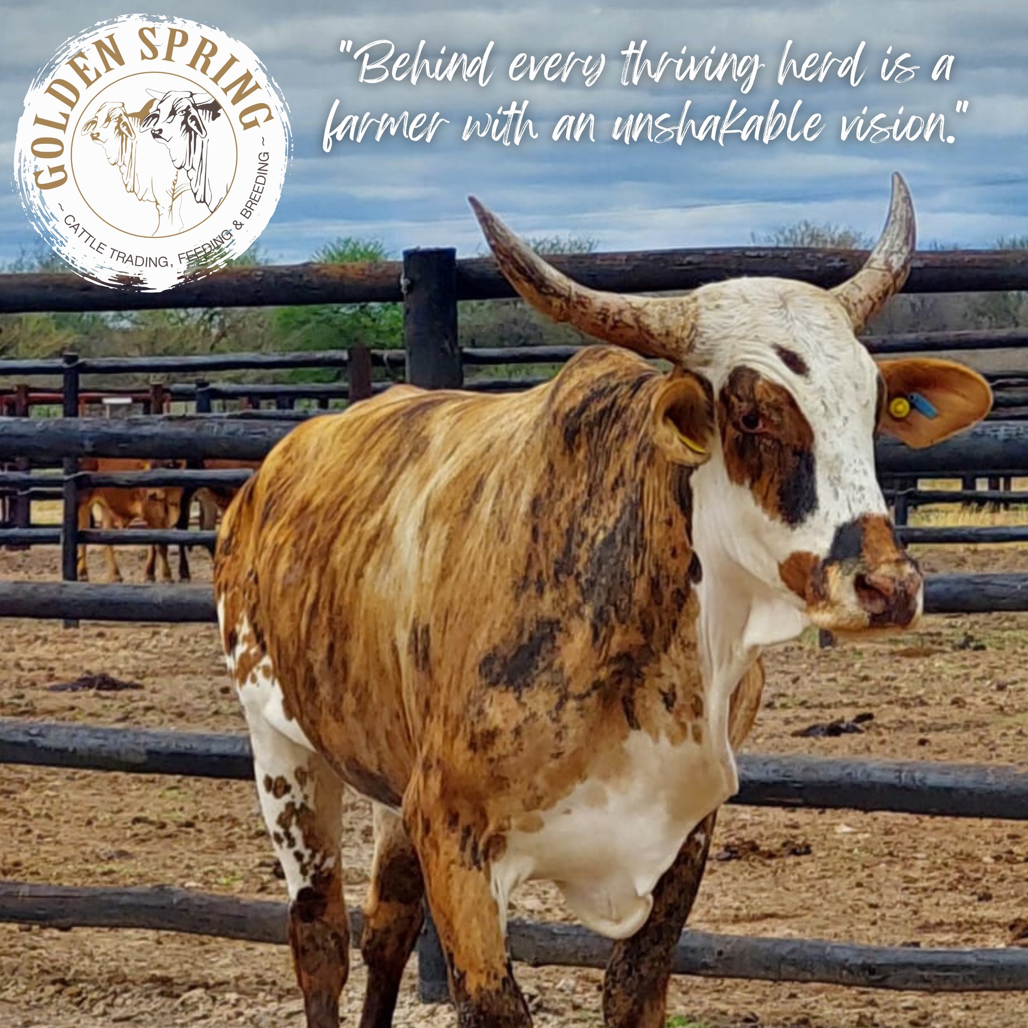 Golden Spring - 🐂🐄 Cattle Farming Inspiration🐂🐄 Behind... | Facebook