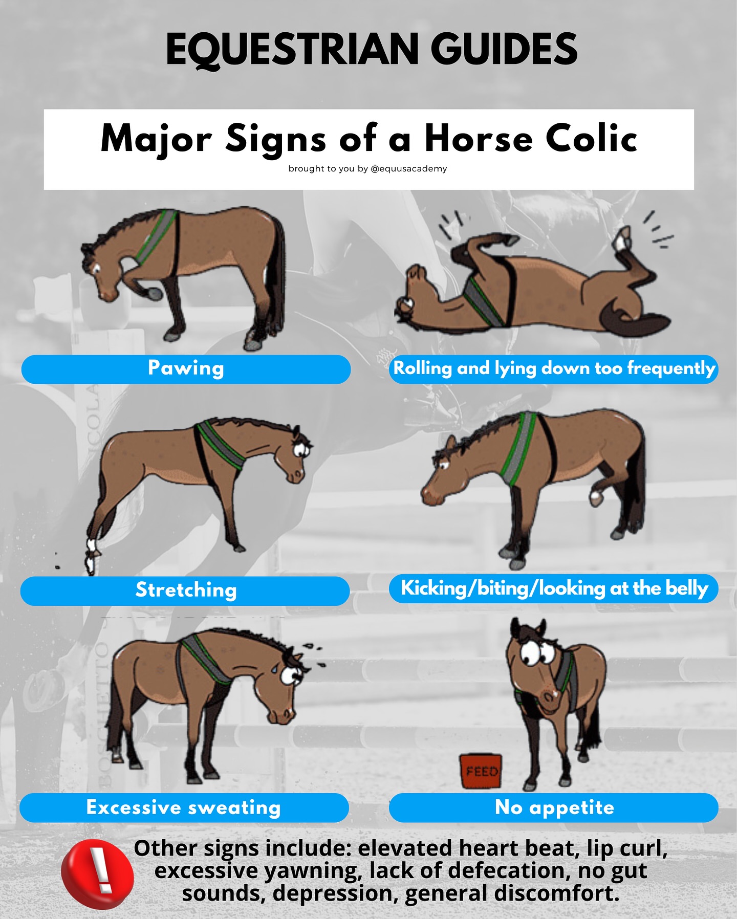 Equus Academy