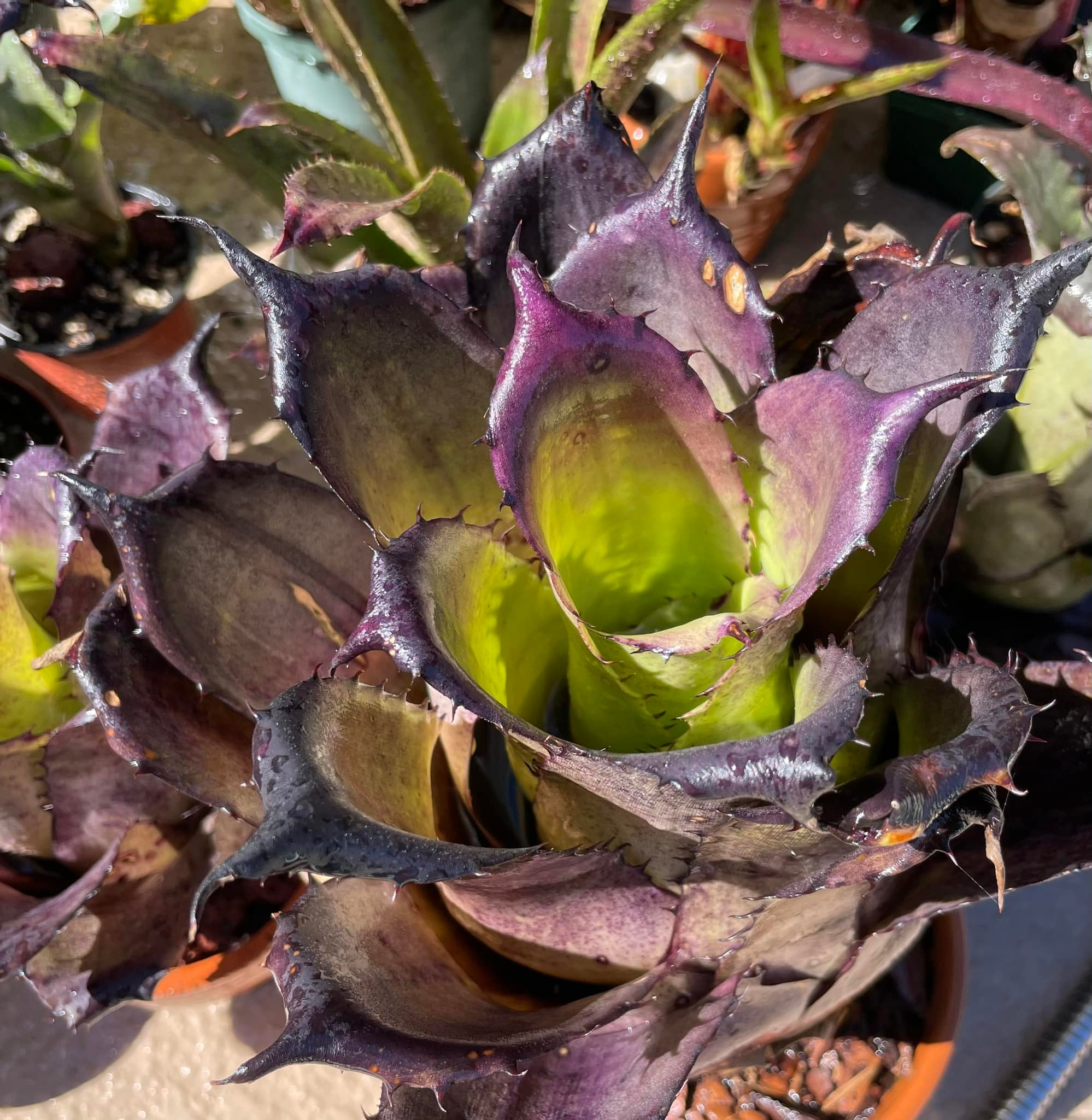 Rare hohenbergia leopoldo-horstii hybrid succulent