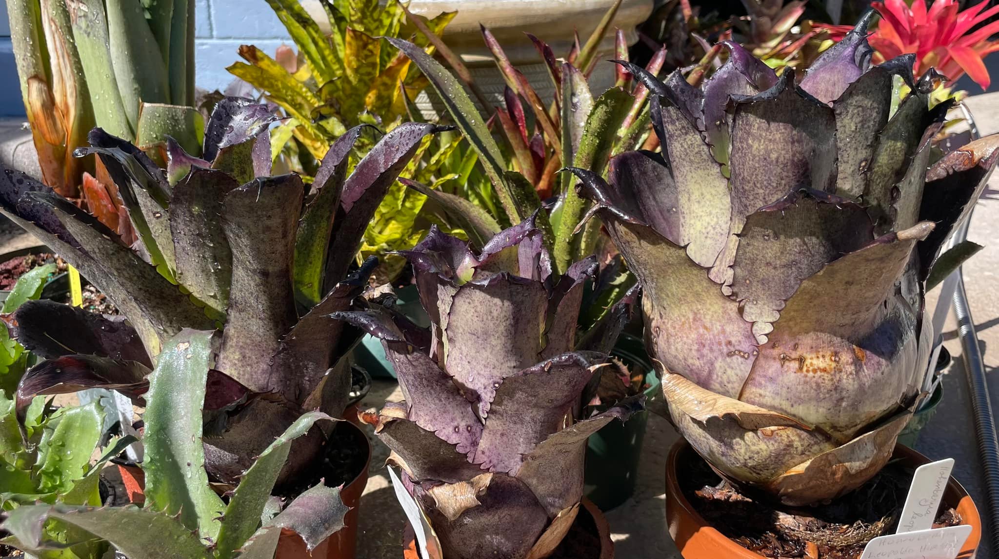 Rare hohenbergia leopoldo-horstii hybrid succulent