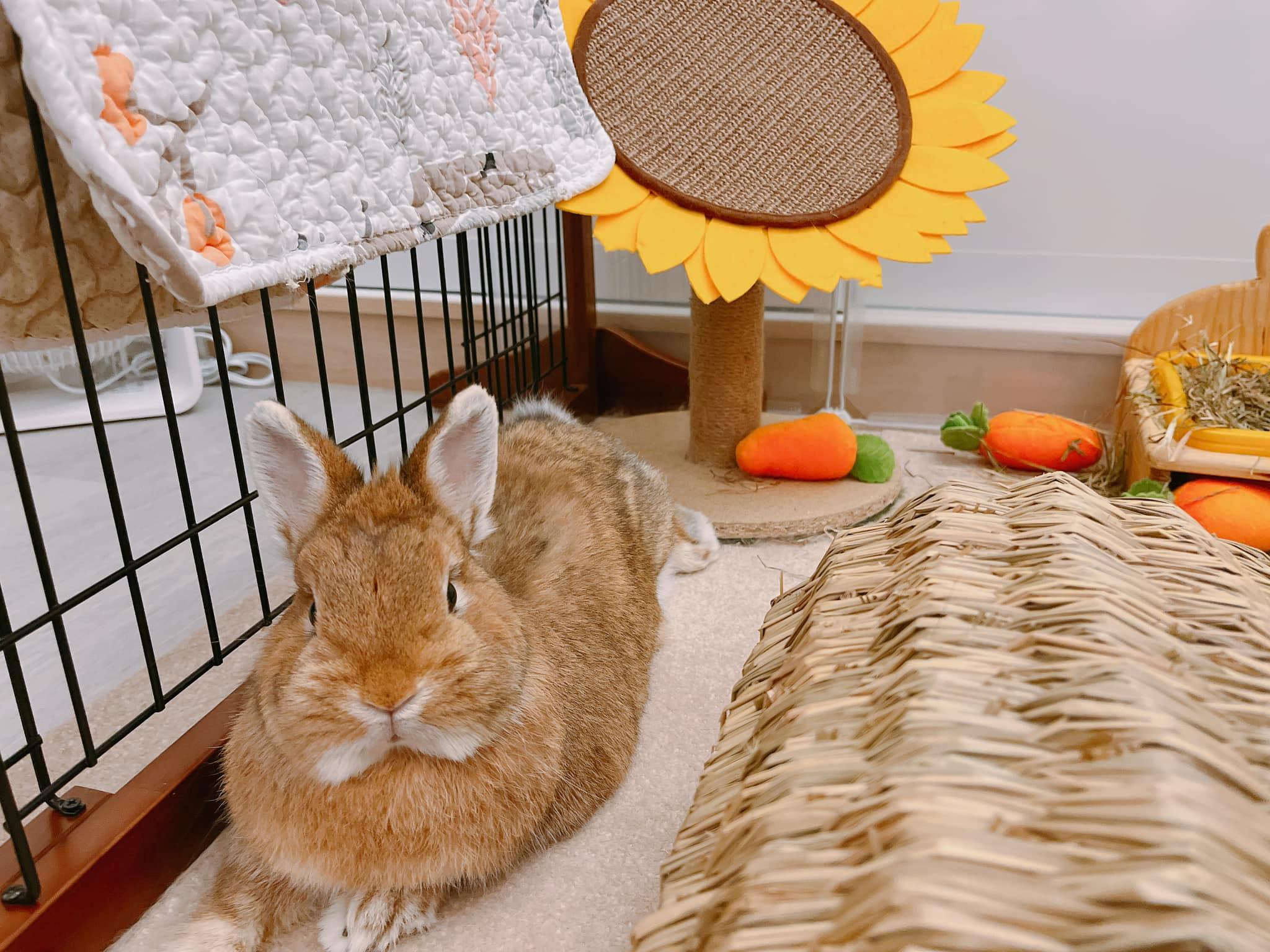 Rabbit 5 - 一本正經的可愛☺️ #橘醬 #ミカンちゃん #うさぎ