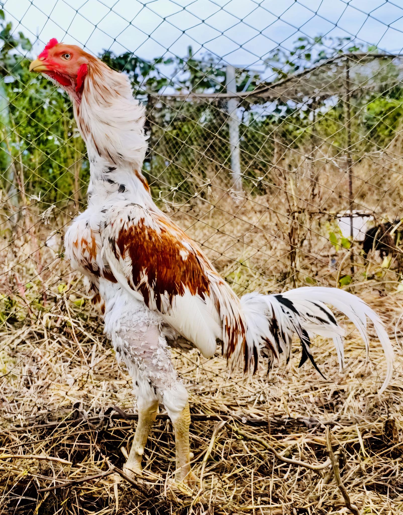 Sohan - Good morning 😍 A powerful rooster 🐓😱 #rooster #photography # ...