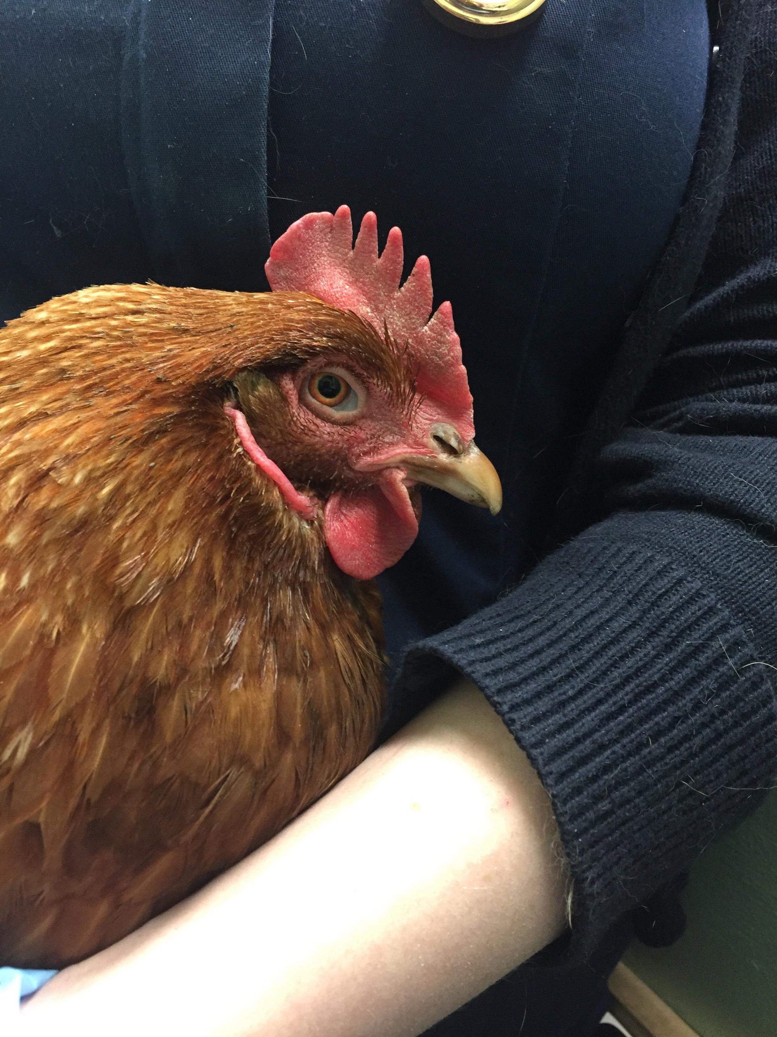 CHICKEN RUN!!! Nicknamed Doris this... - Clear Ridge Vets
