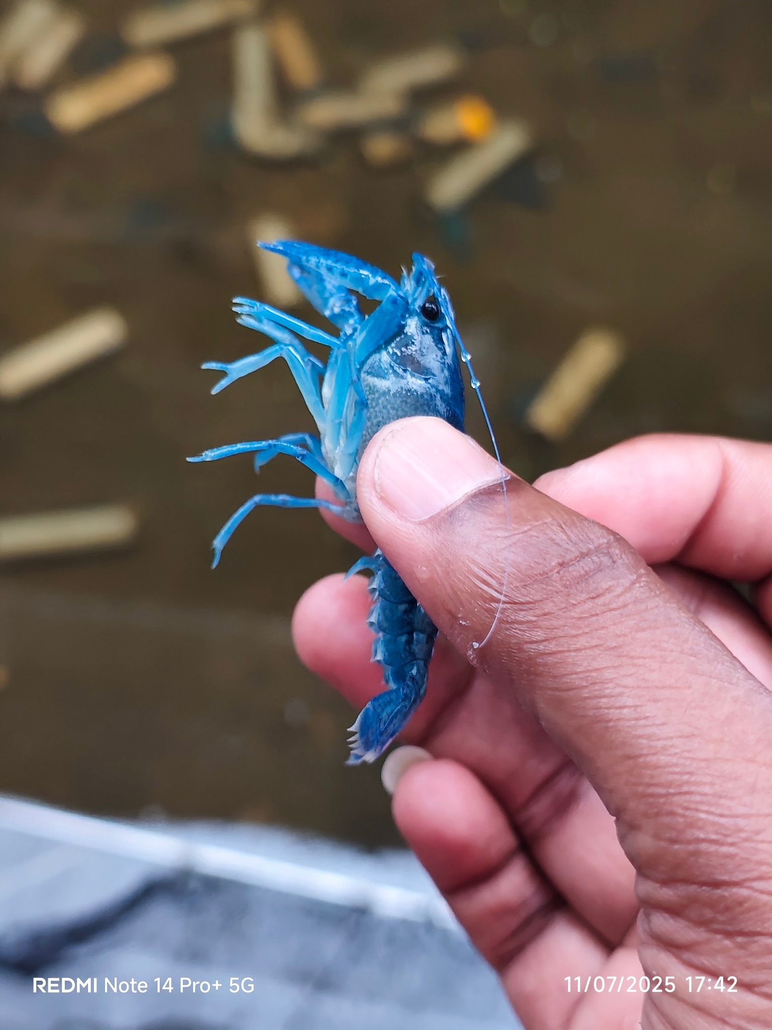 Ravi Fish Farm