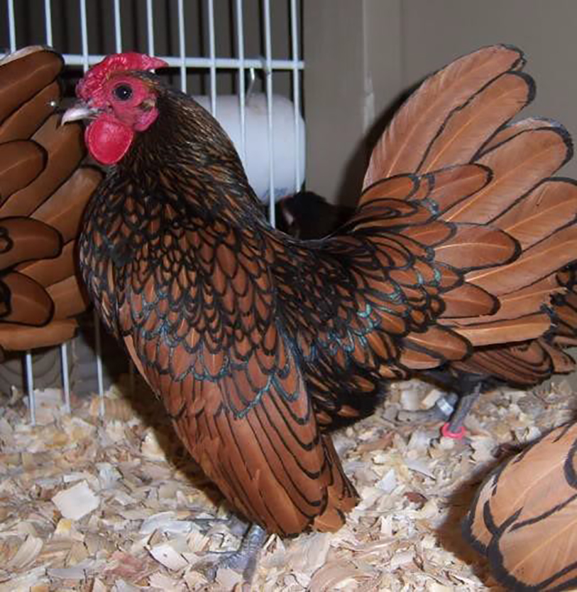 The Sebright Bantam was developed by... - Practical Poultry | Facebook
