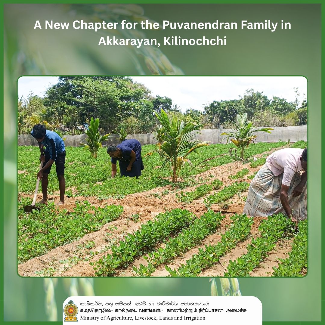 In the quiet farming... - Ministry of Agriculture , Sri Lanka | Facebook