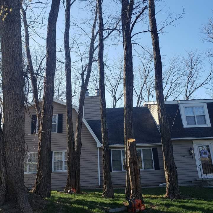 Young's Tree Service | Des Moines IA