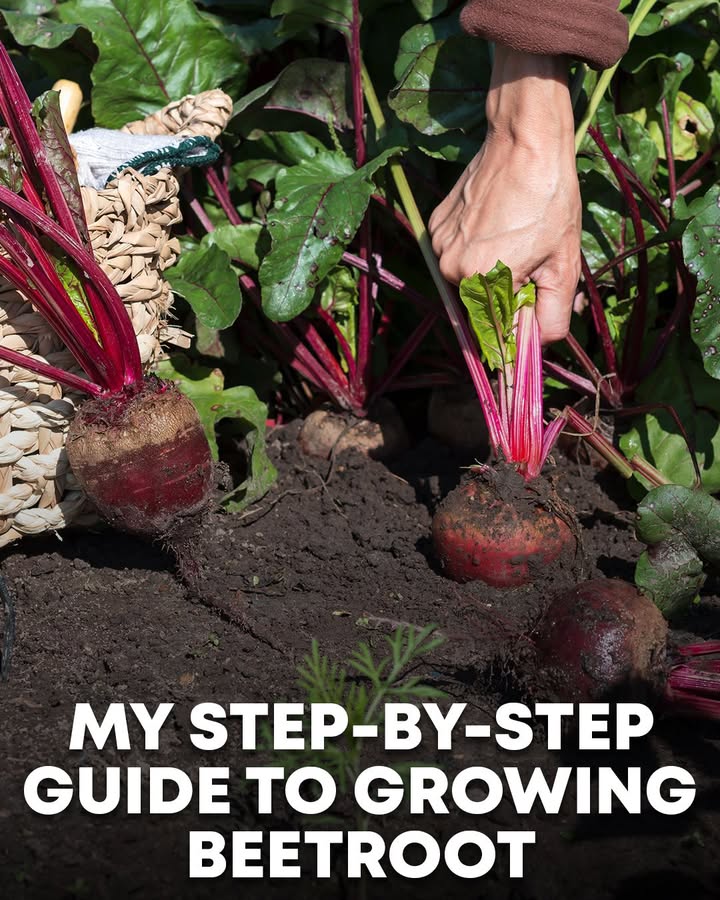 Allotment - Learn how to start growing beetroot at home with my step-by ...