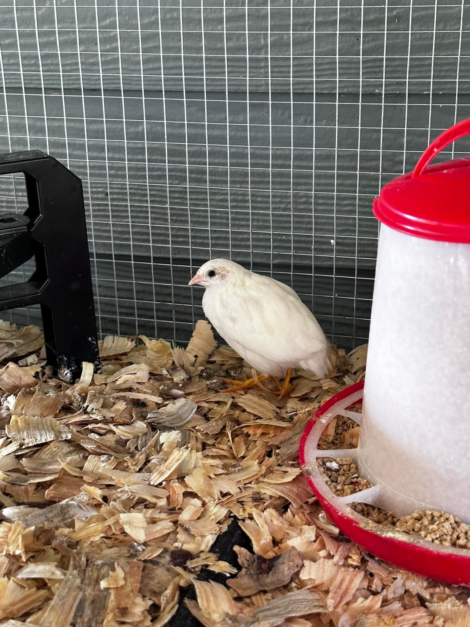 Breeding Coturnix Quail | Hatching Time Blog