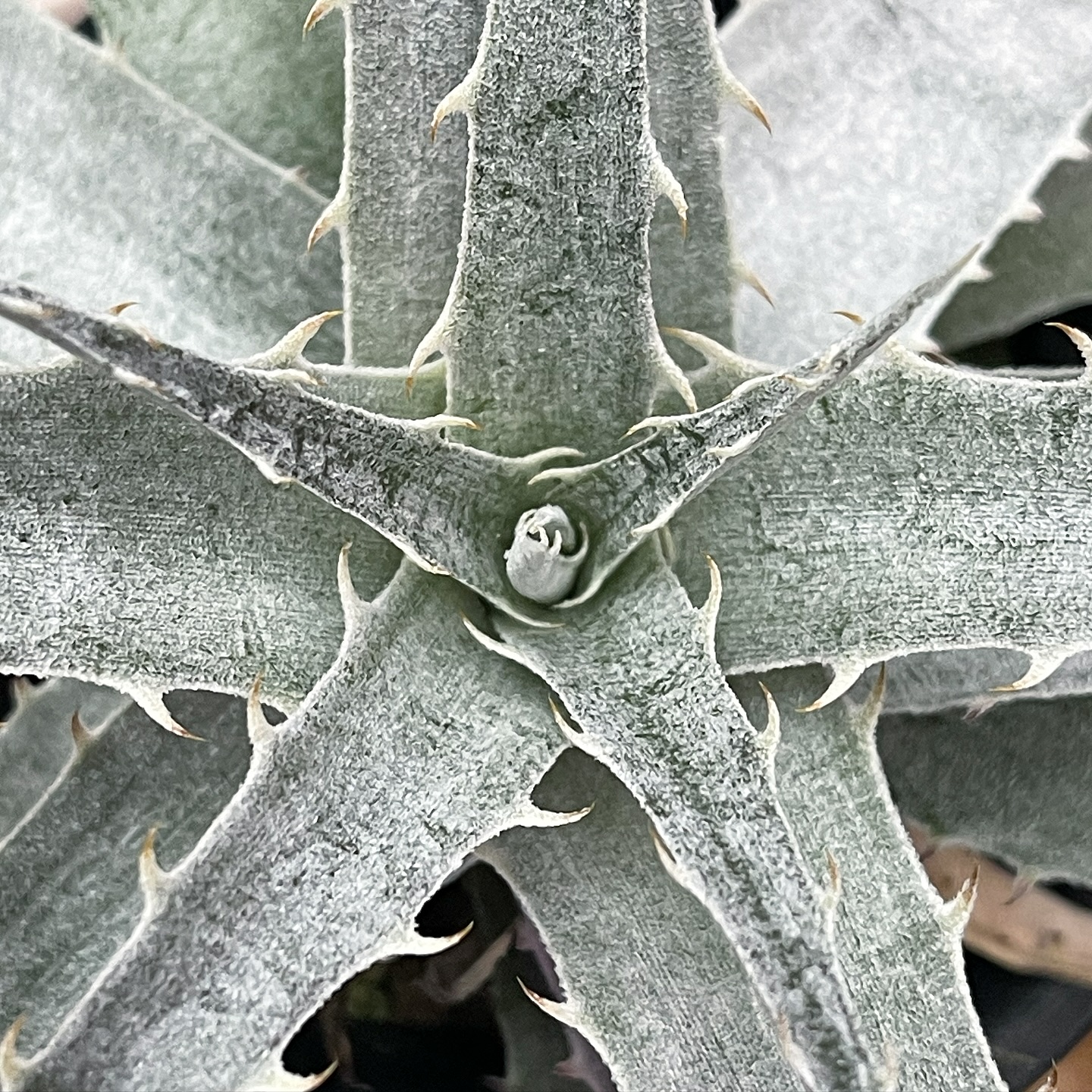 ディッキア Dyckia argentea affinis (mezii) Dyckia mezii ディッキア
