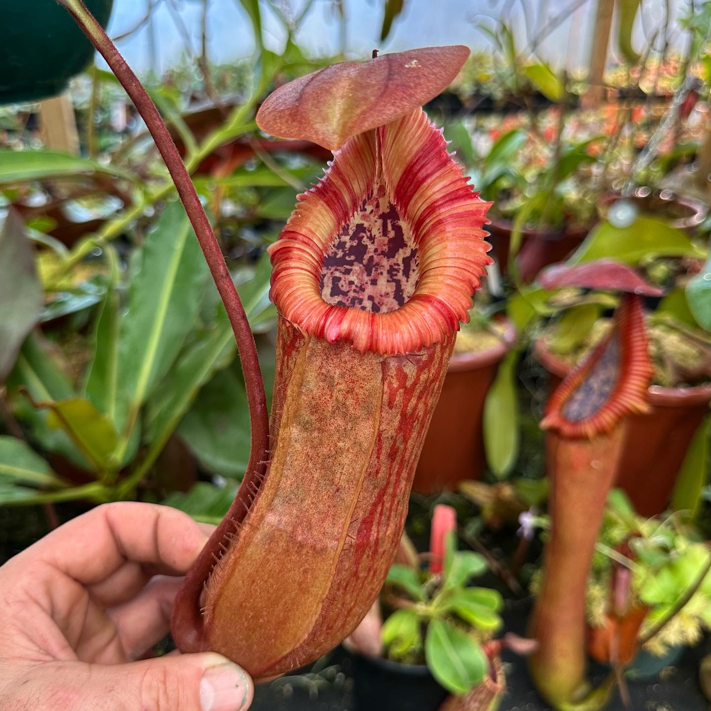 N truncata-giant x edwardsiana at 30cm (12 inches). Still a long