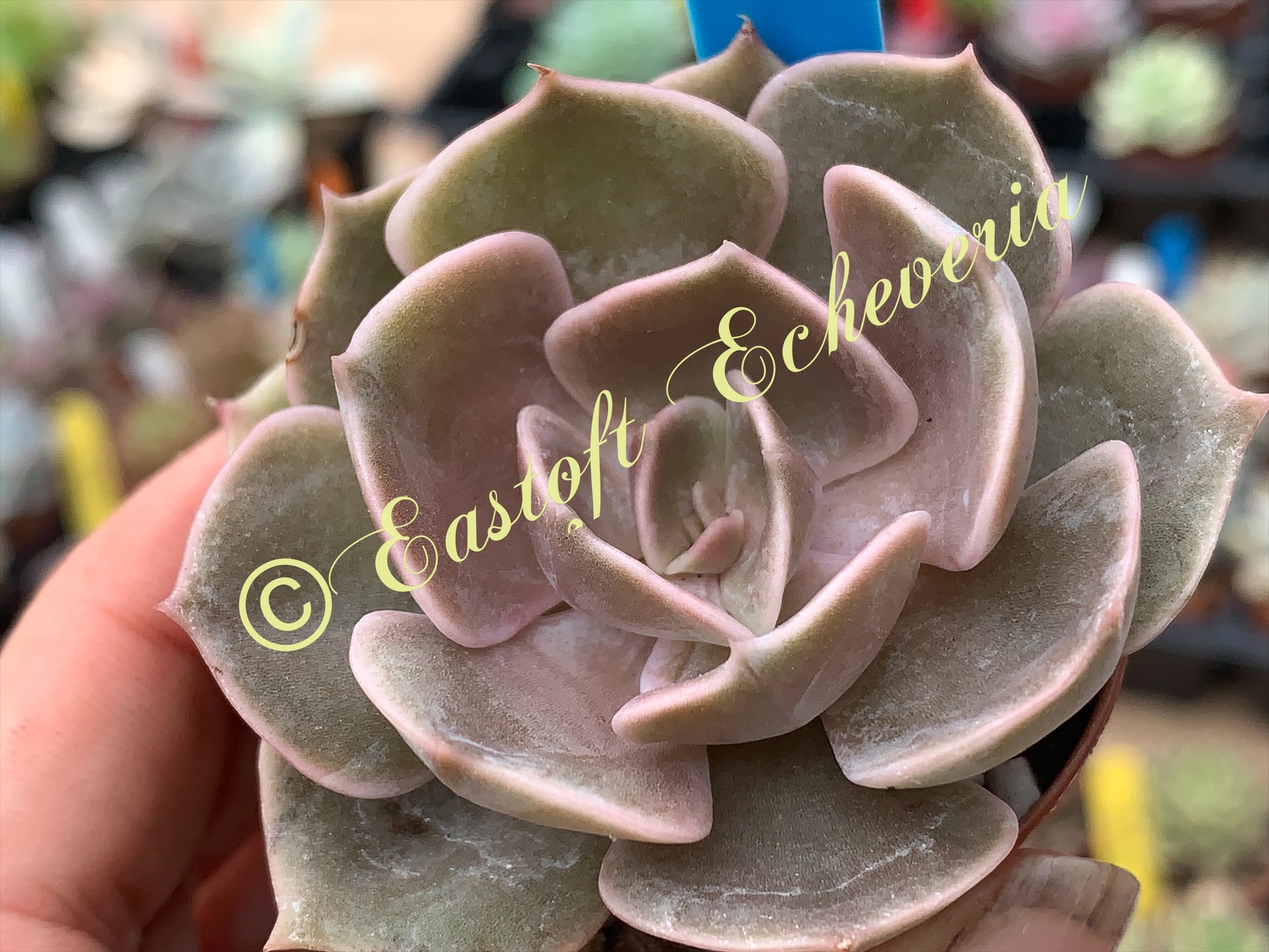 The Sale Has Now Ended****... - Eastoft Echeveria | Facebook