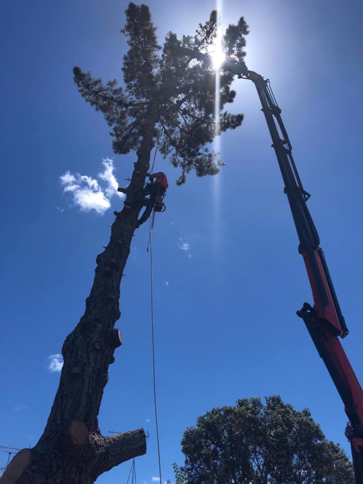 Wise Tree Care Ltd