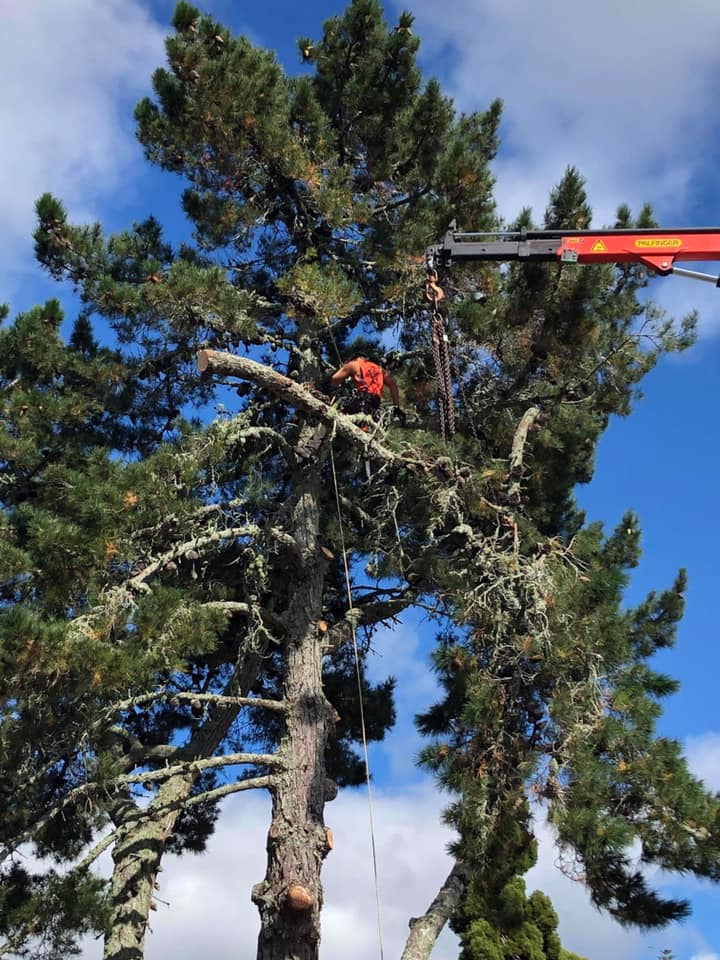Wise Tree Care Ltd