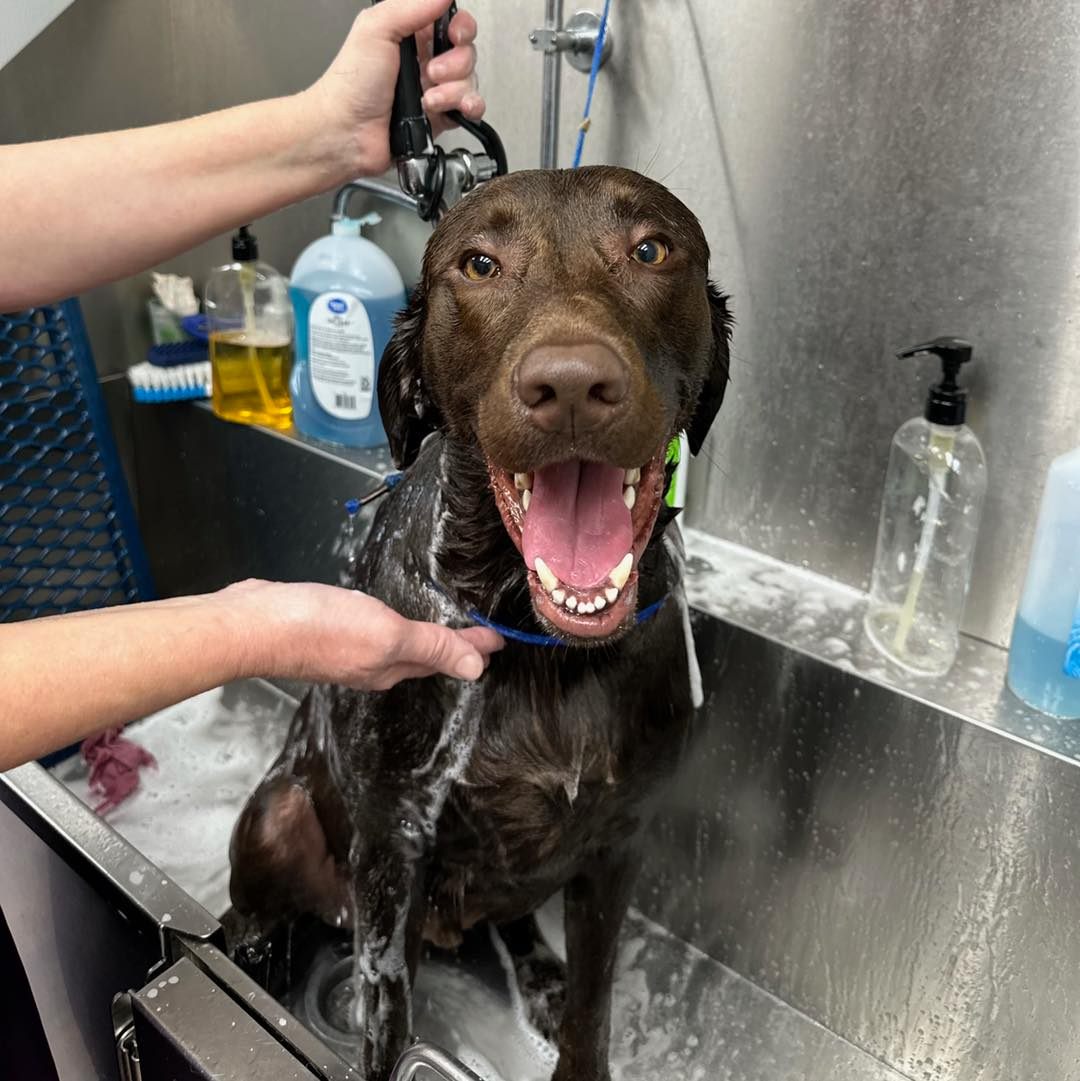 🐾 Splish, splash our friend Gus... - Pitard Animal Clinic