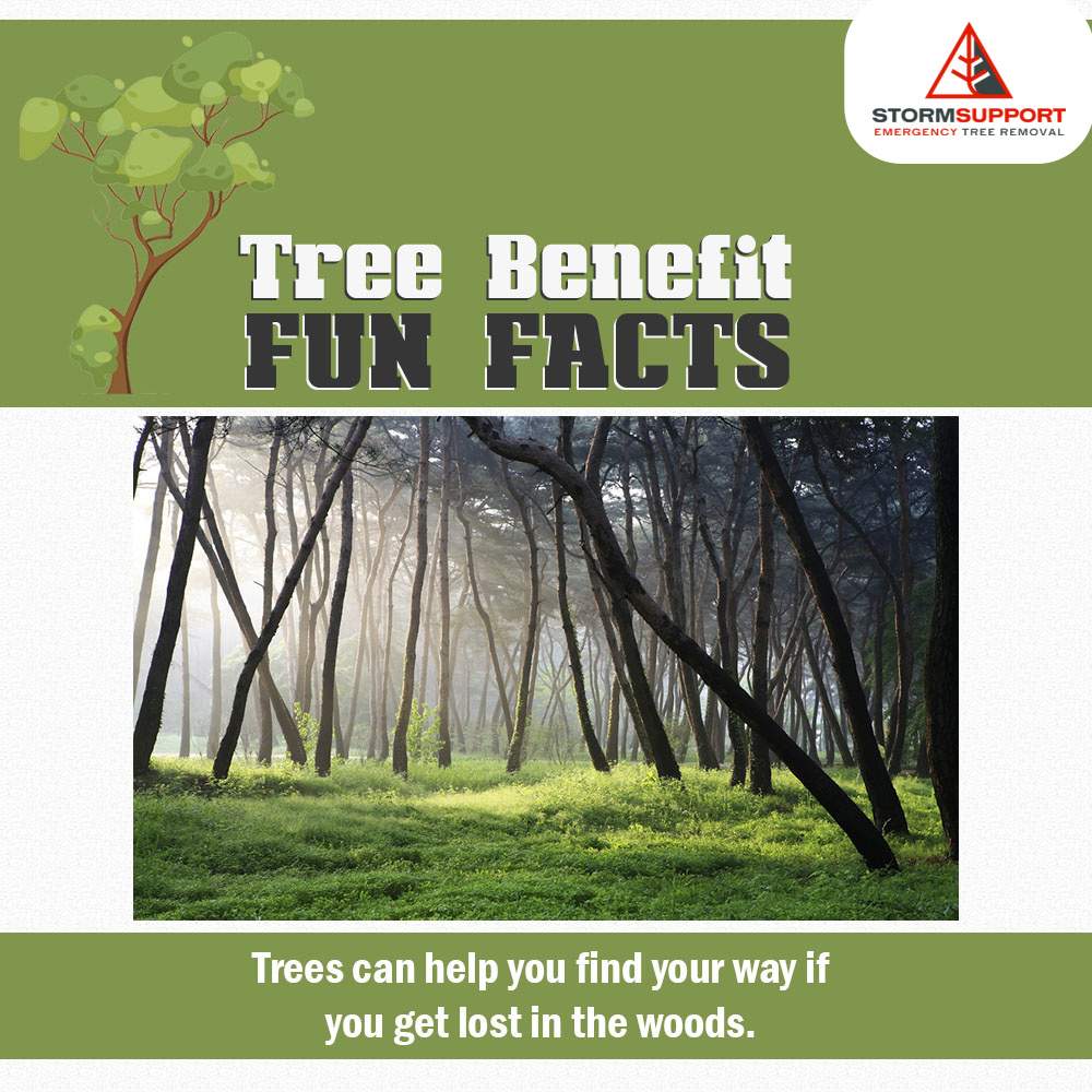 Storm Support Emergency Tree Removal LLC | Rockford MI