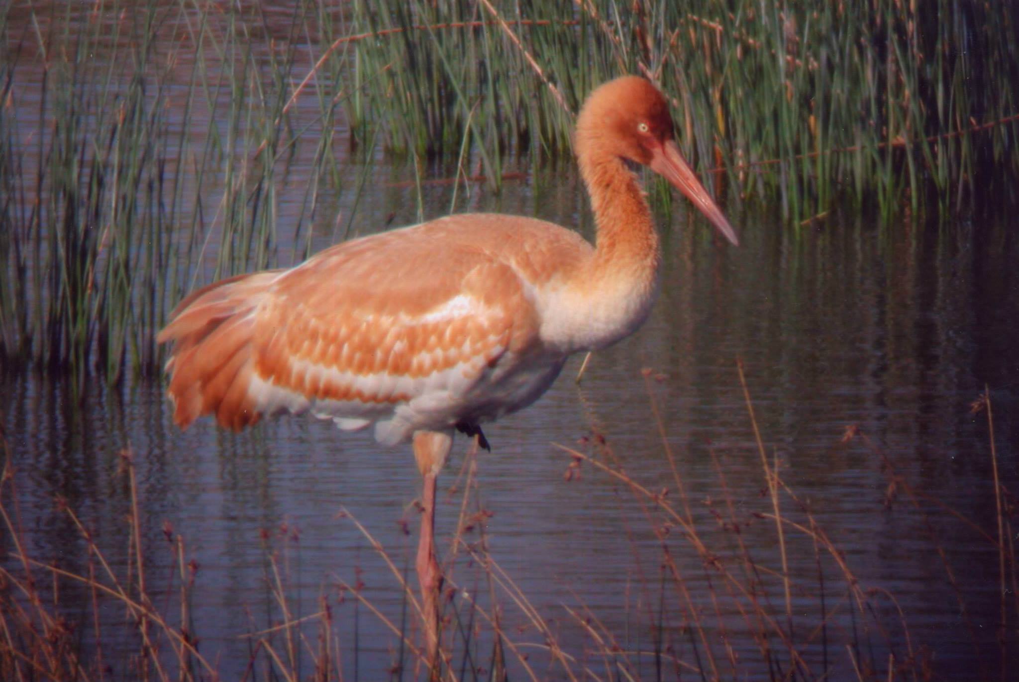 Hong Kong Bird Watching Society 香港觀鳥會 - 白鶴 Siberian Crane (Grus ...
