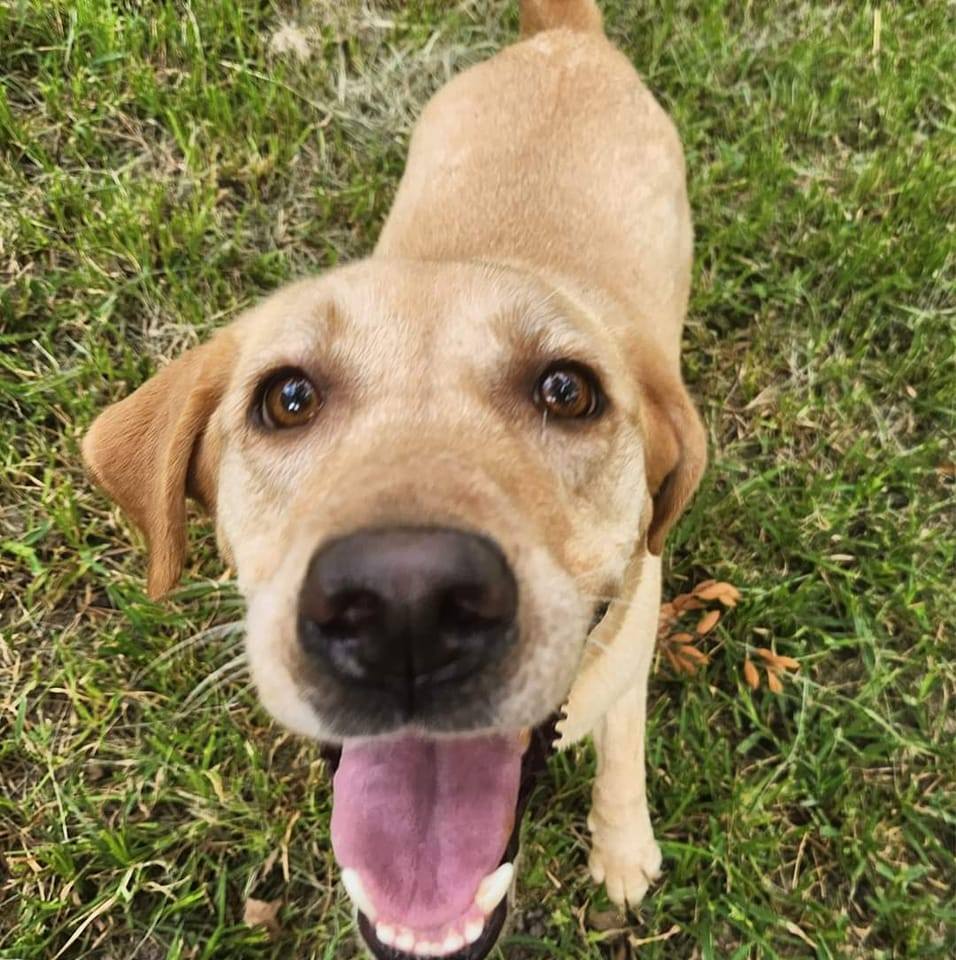 Southeast Texas Labrador Retriever Rescue