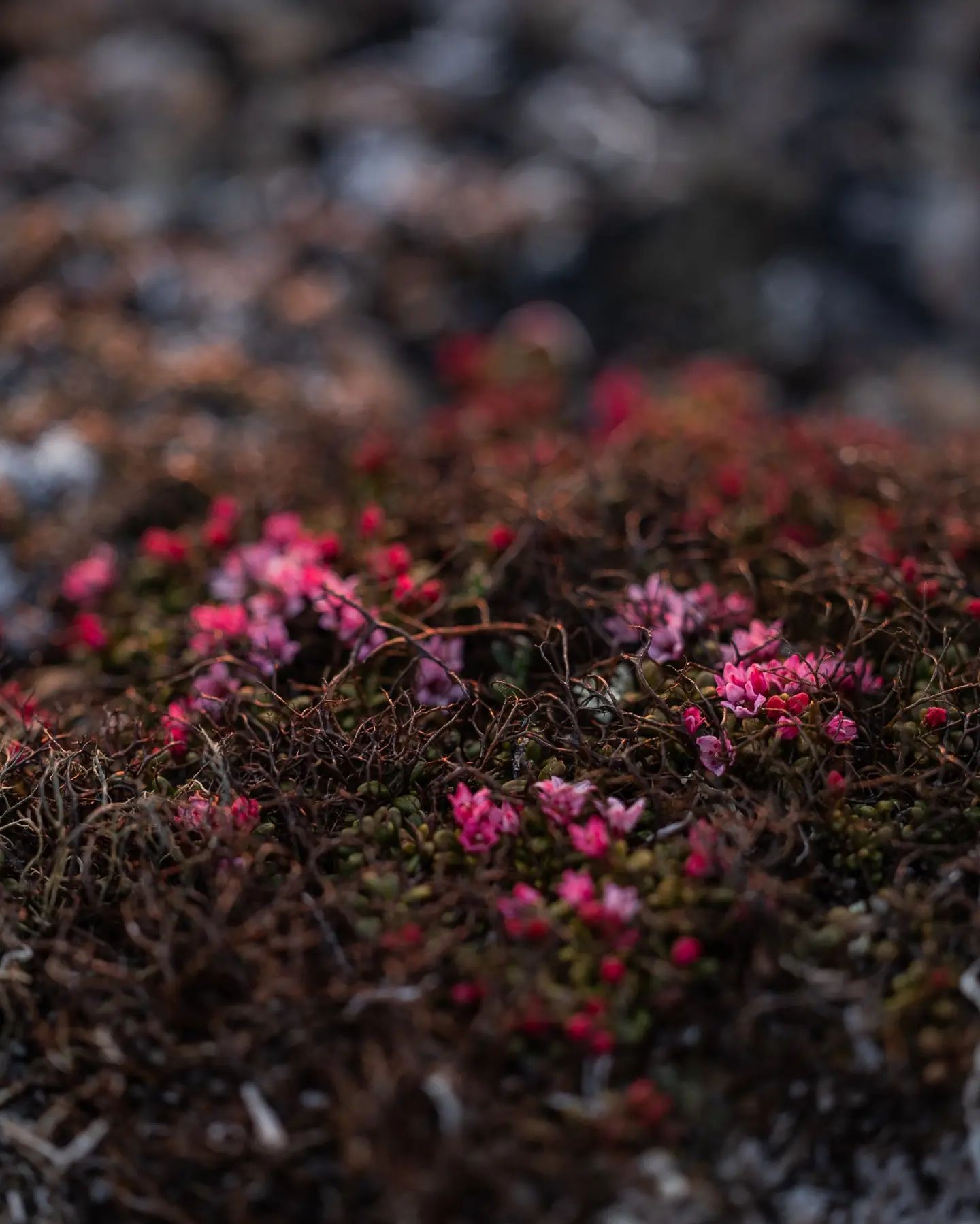 Alex Rearick Photography