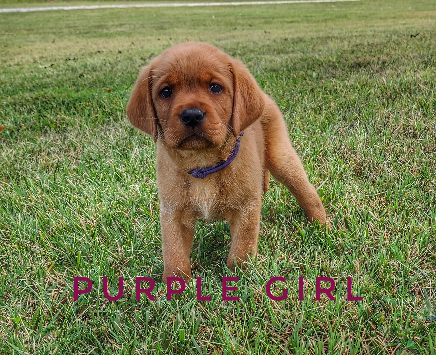 Ruby Jewel Labradors - Fox Red English Labradors