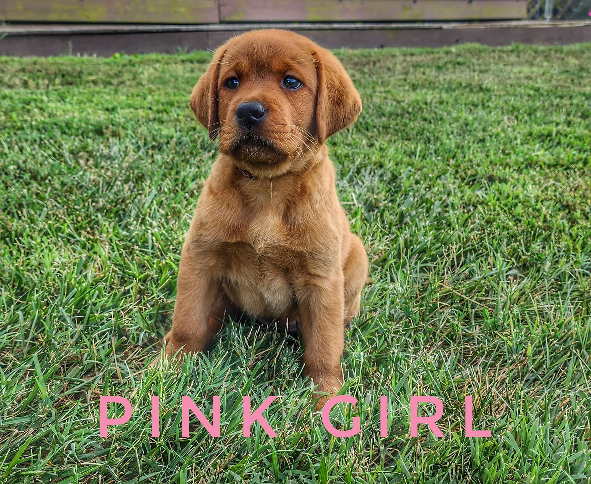 Ruby Jewel Labradors - Fox Red English Labradors