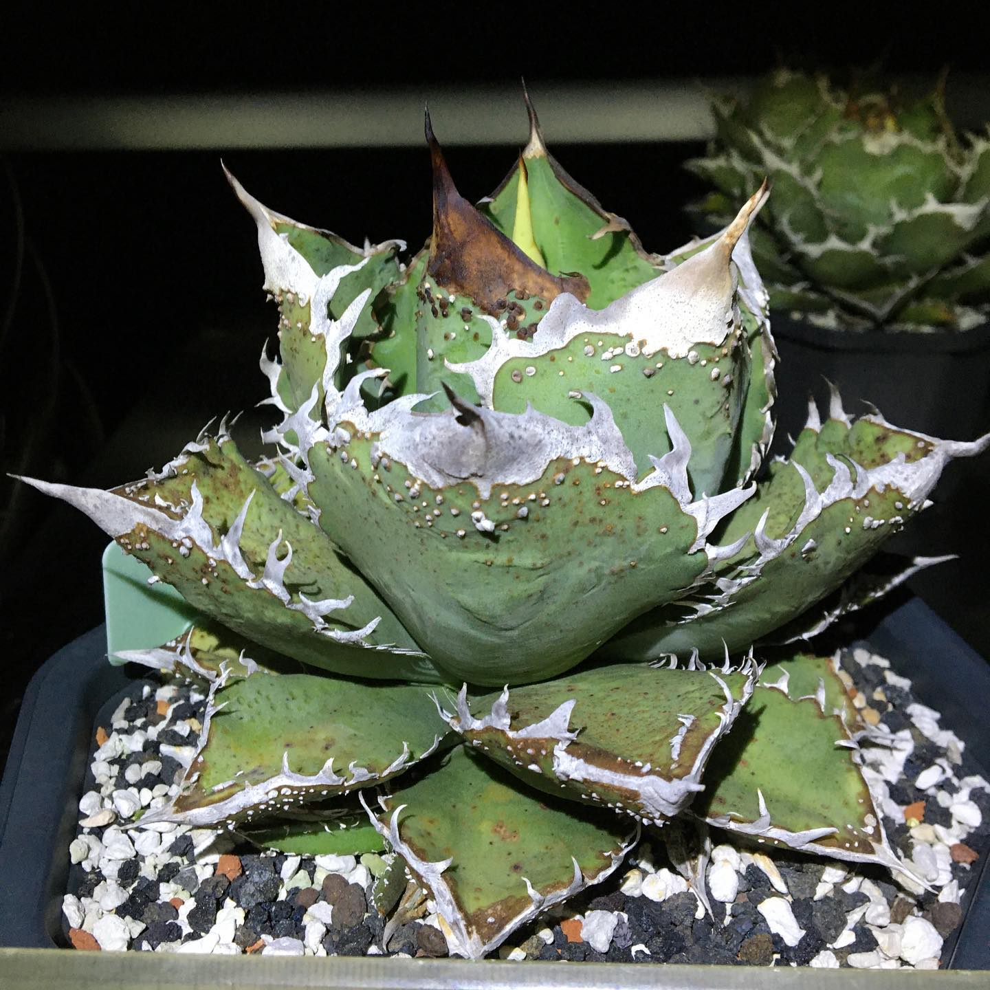 Agave Titanota 