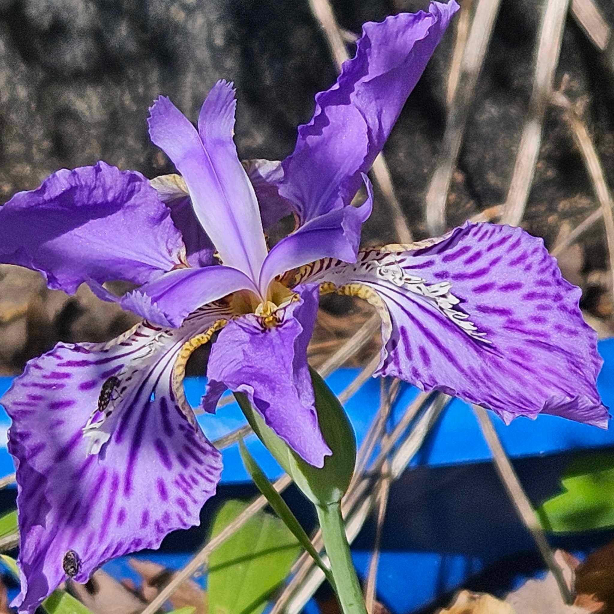 かきつばた 燕子花 杜若 Japanese aquatic iris