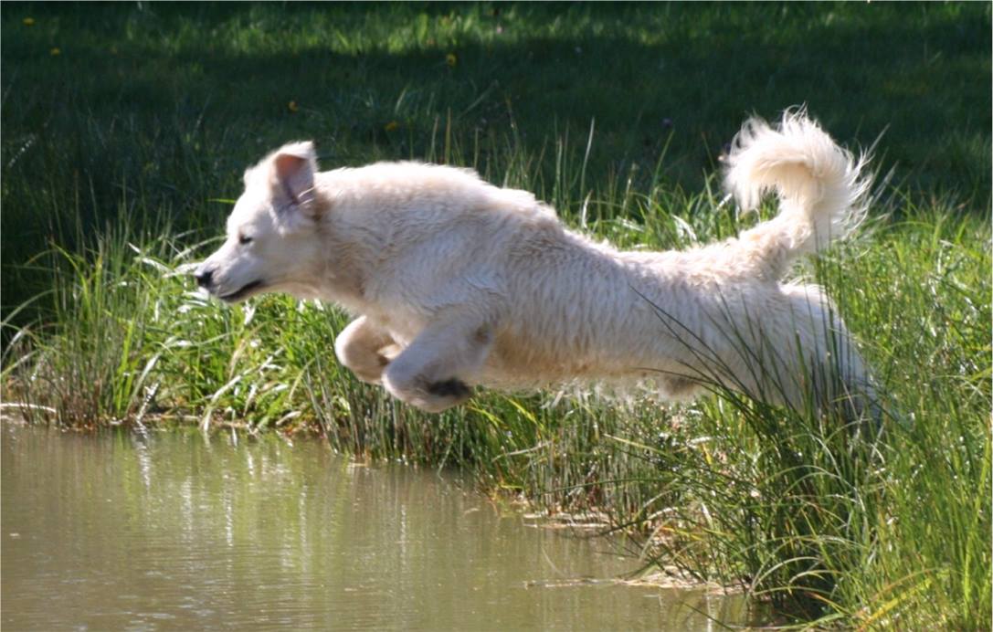 Newfie's Normandie - Education Canine au Sol, Initiation Sauvetage en ...