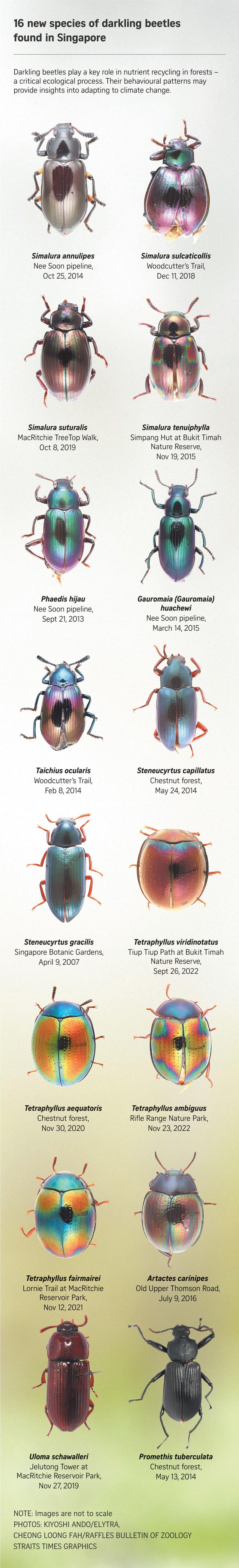 Entomological - 16 new species of darkling beetles have been discovered ...