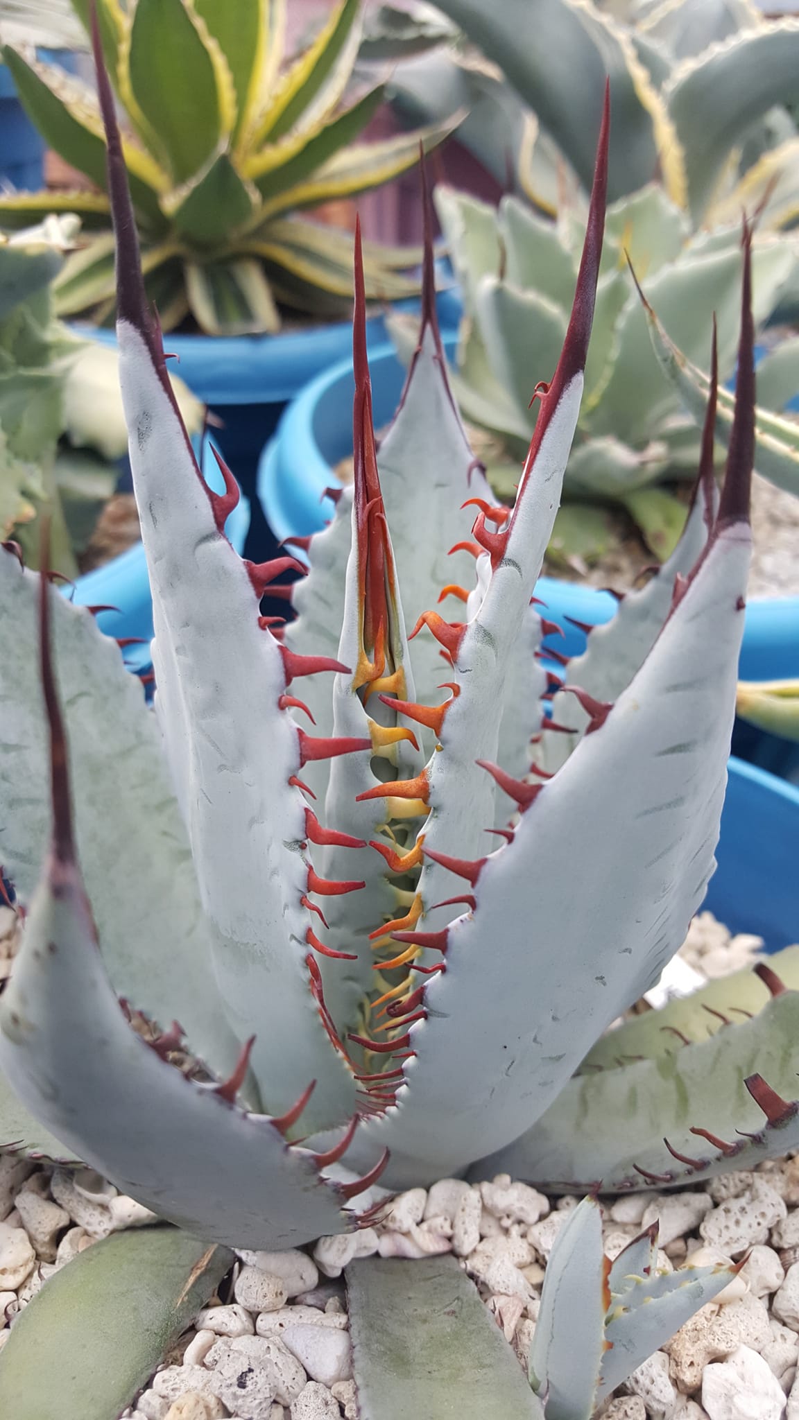 Agave Palmeri 