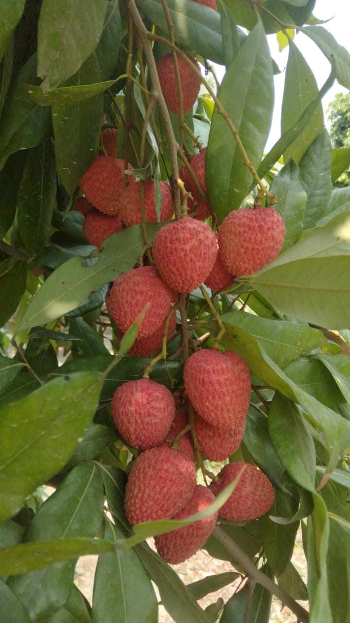 Mango raj