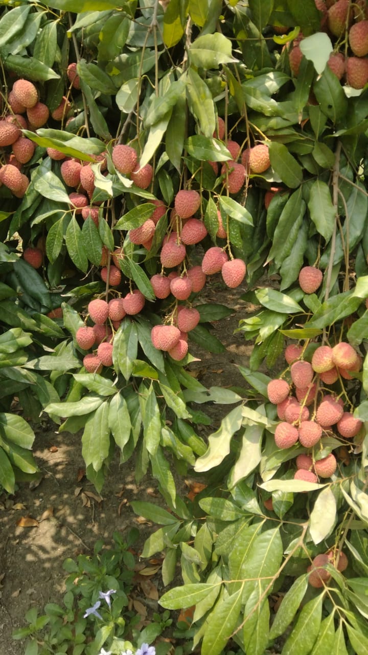 Mango raj