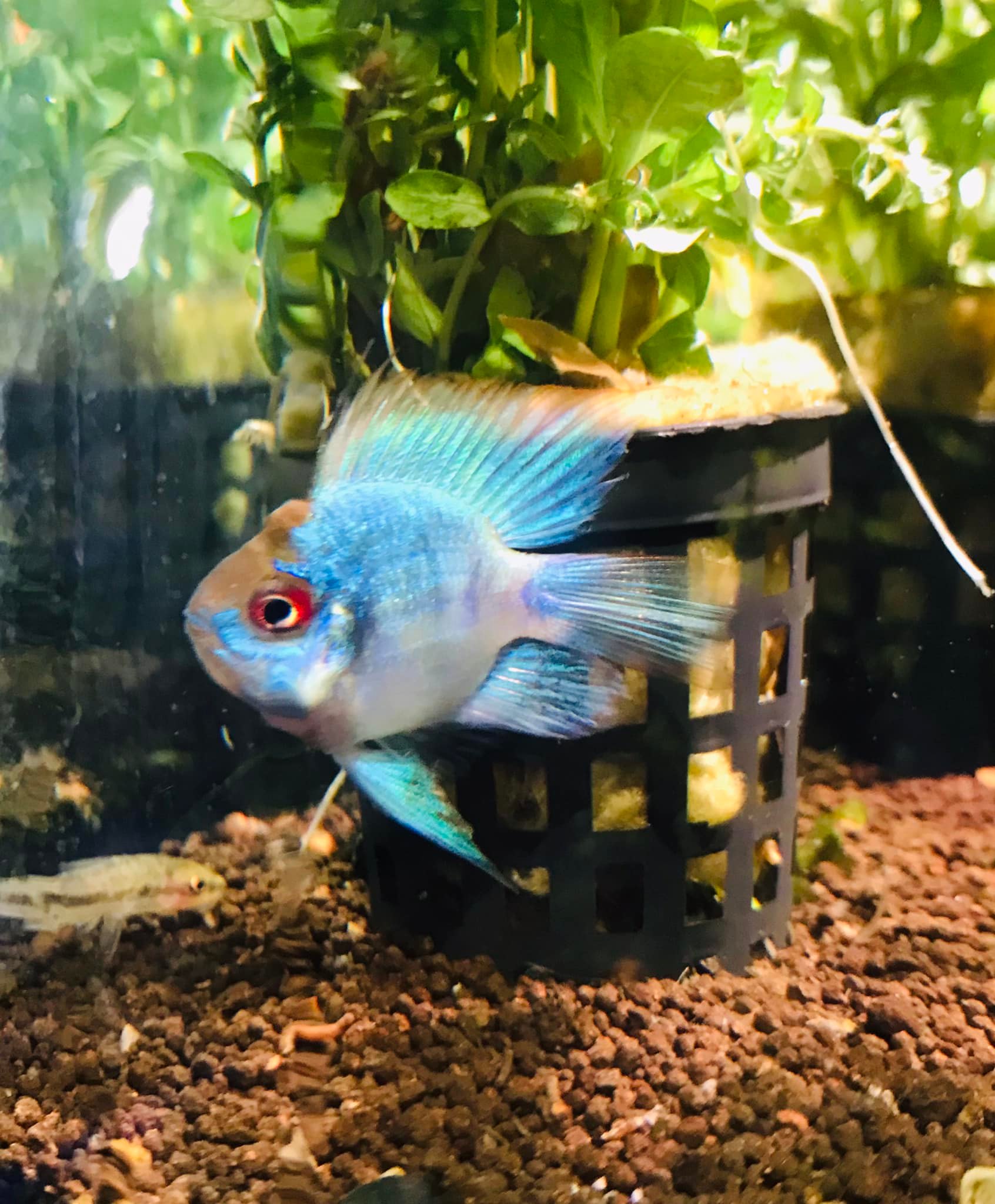 Aztec Aquarium - New goodies have just arrived @ Aztec...