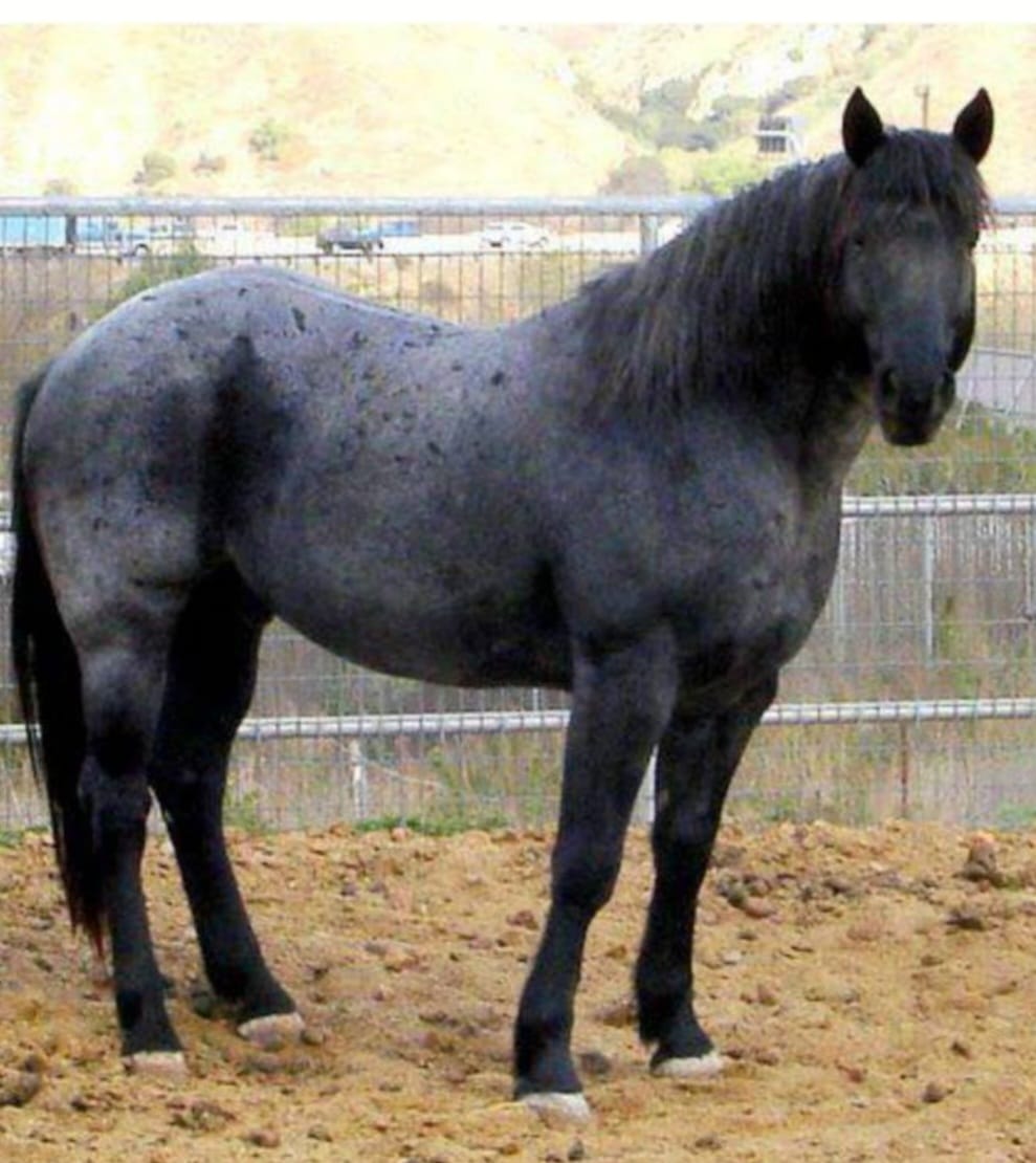 Ranch One Eleven Equine Medical Boarding | Colbert GA