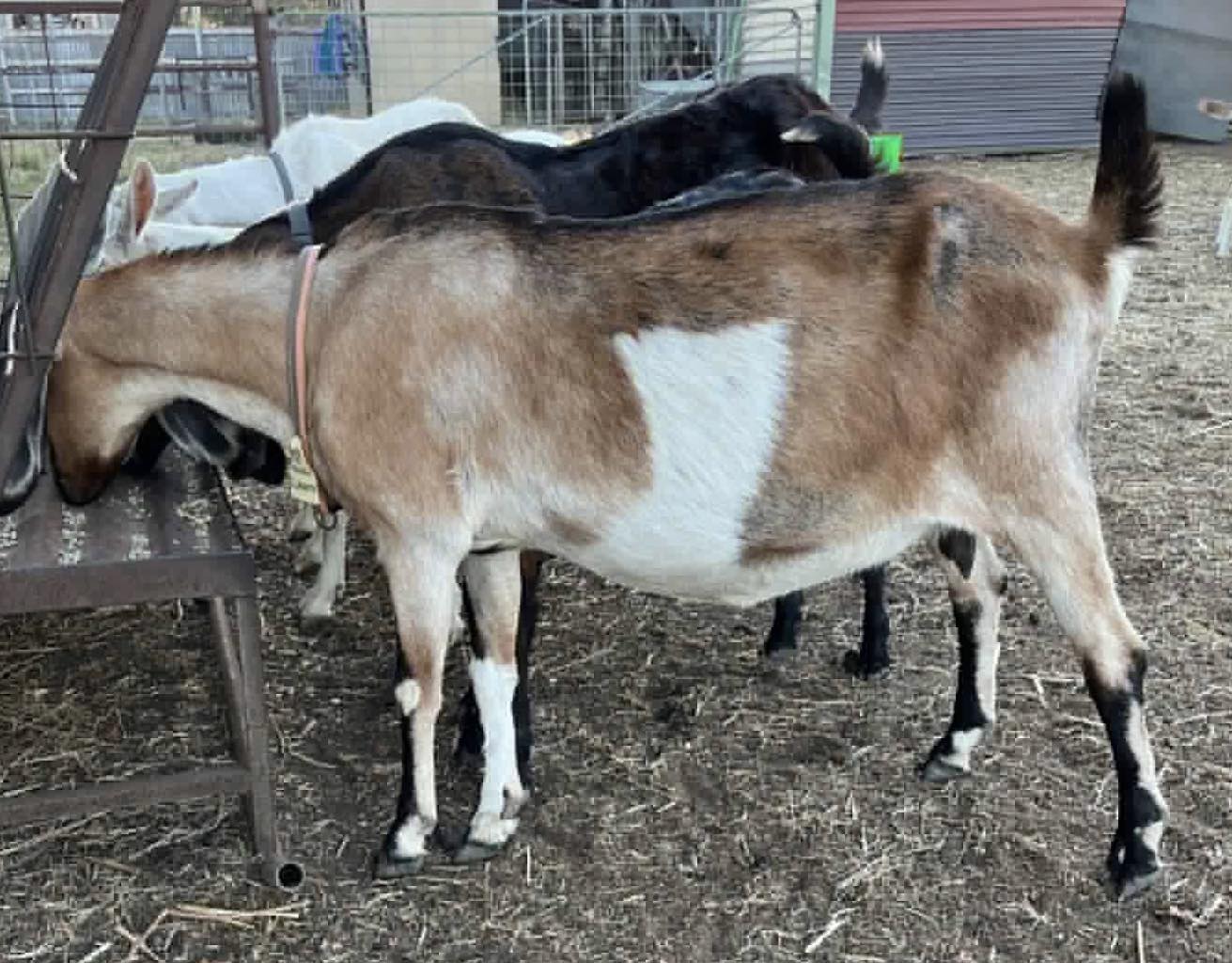 Chelsea Park Dairy Goats added... - Chelsea Park Dairy Goats